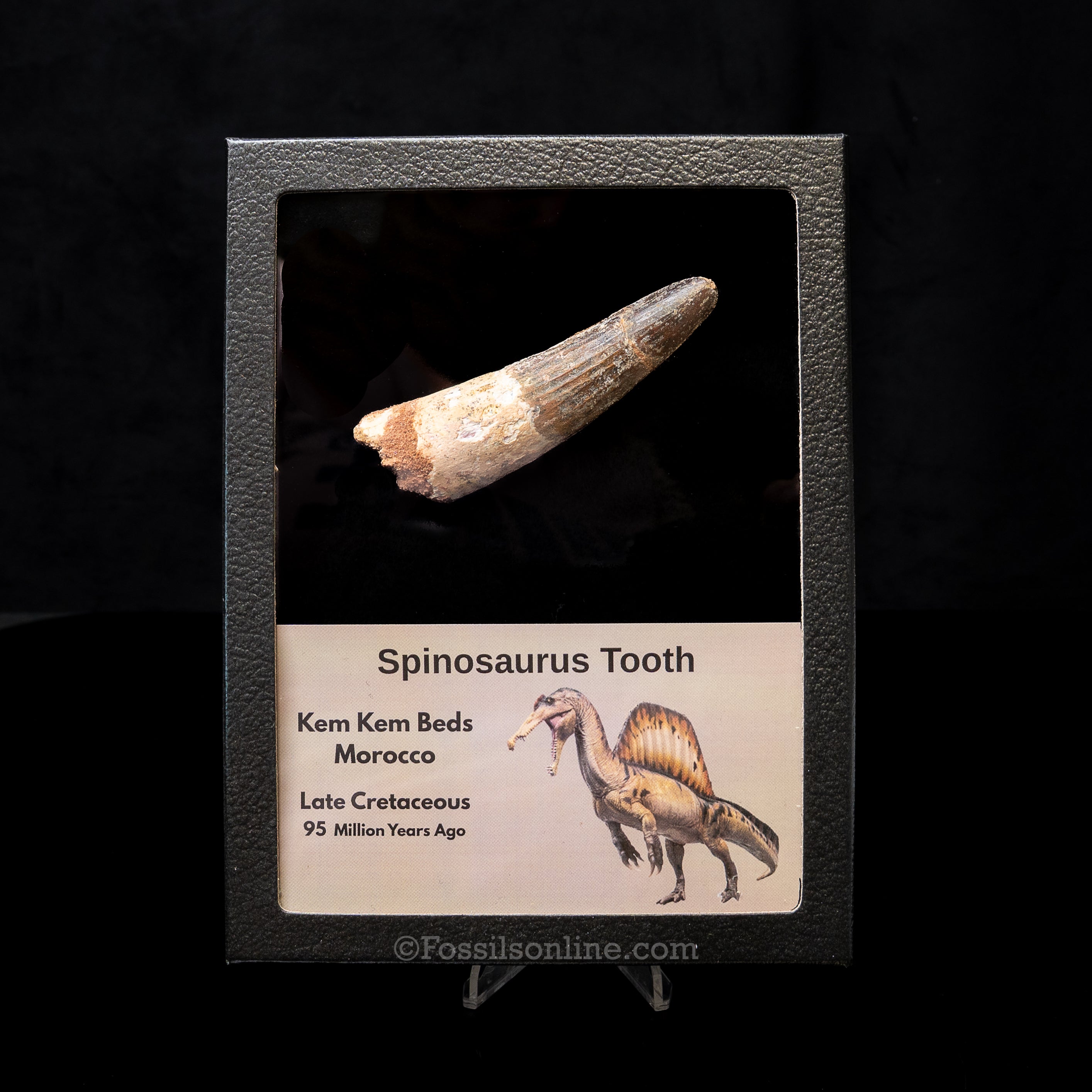 Spinosaurus Dinosaur Tooth Lg Case