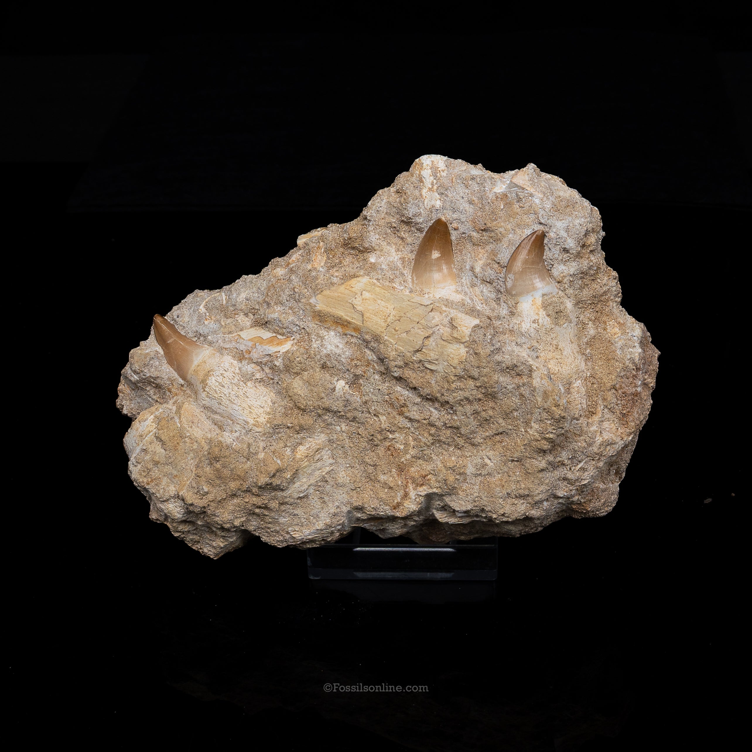 Mosasaur Jaw in Matrix
