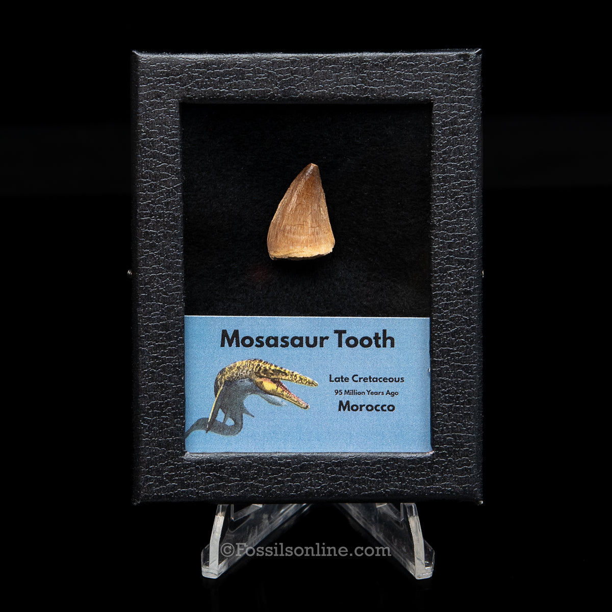 Mosasaur Tooth in sm case