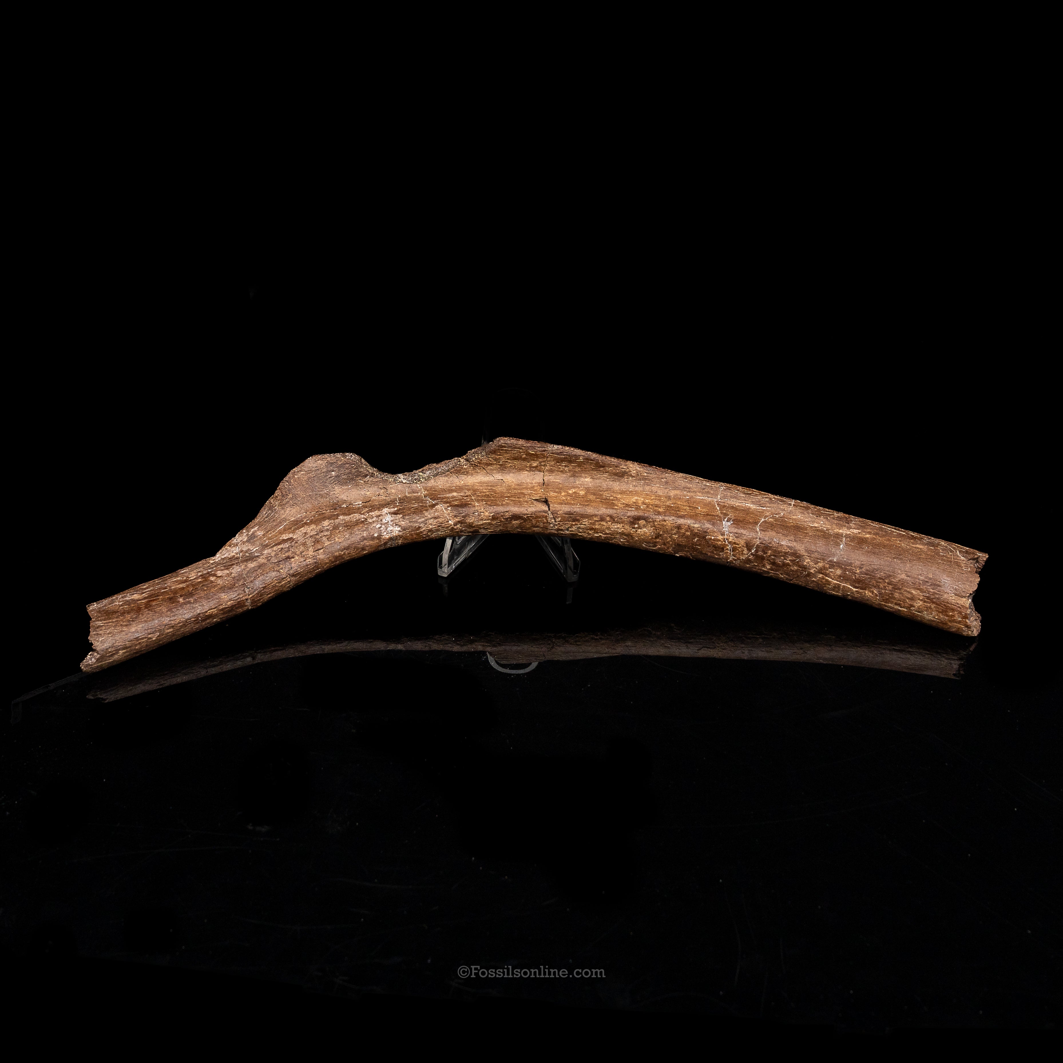 Large Dinosaur Rib