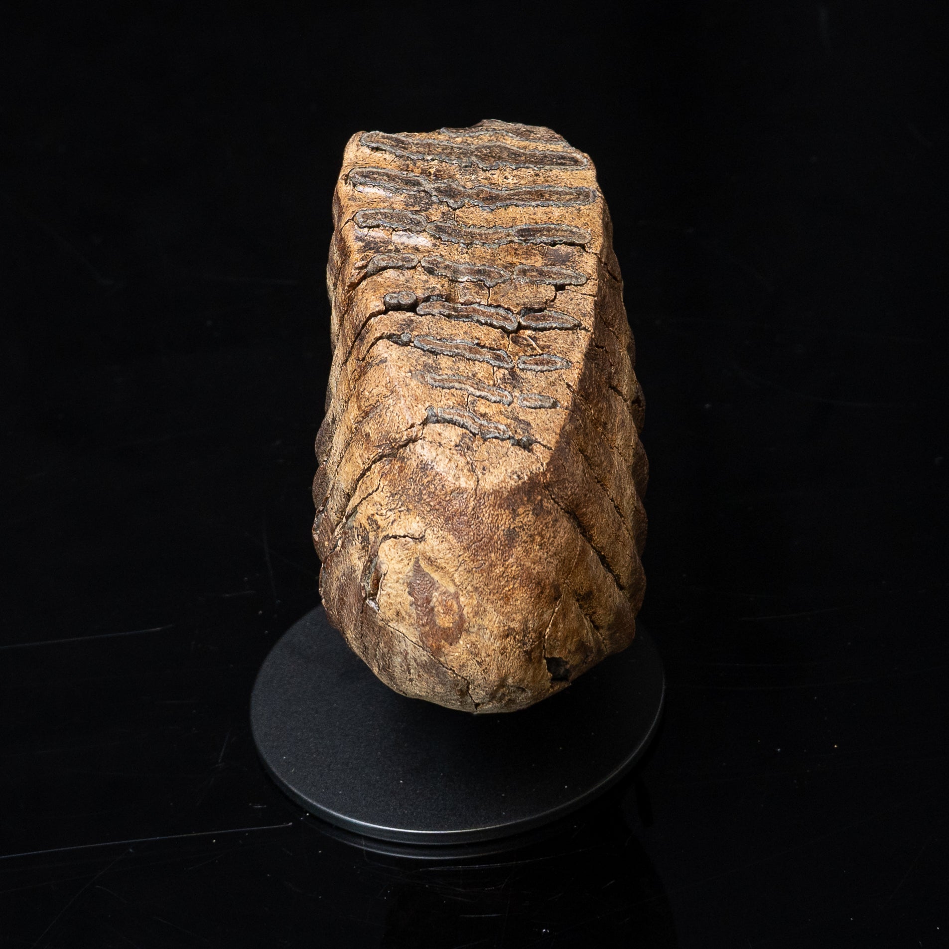 Juvenile Woolly Mammoth Tooth on Display Stand