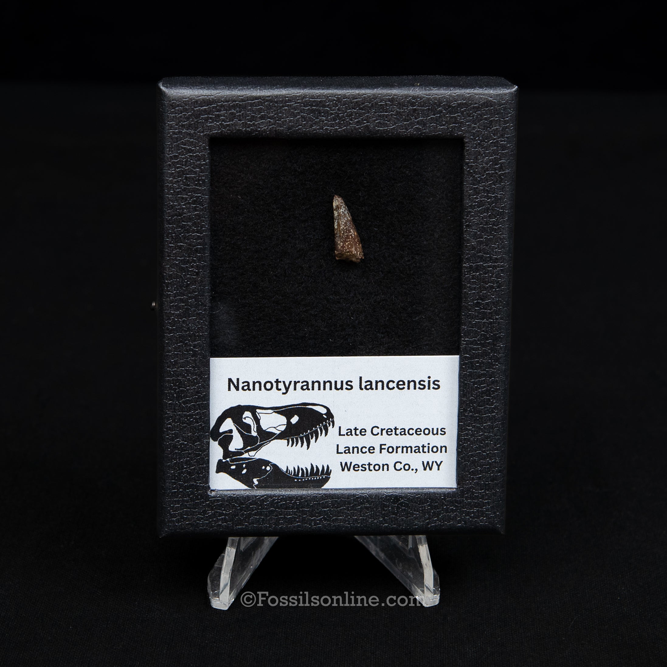 Authentic Nanotyrannus Premax tooth in a Case Lance Formation, Wyoming