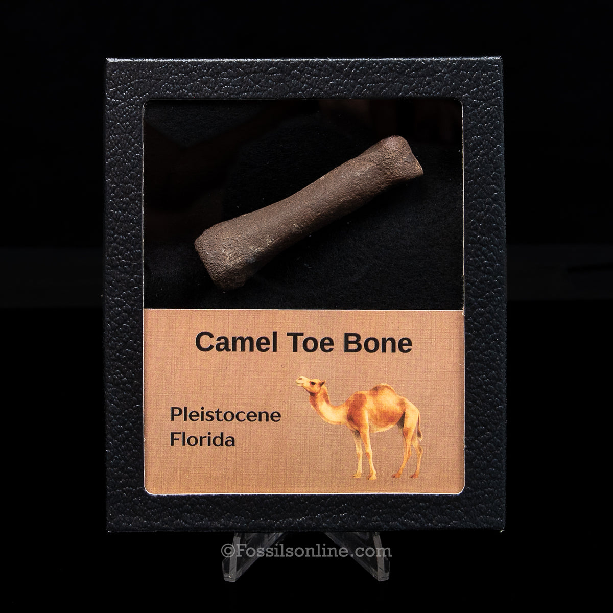 Camel Toe Bone in a Med Case