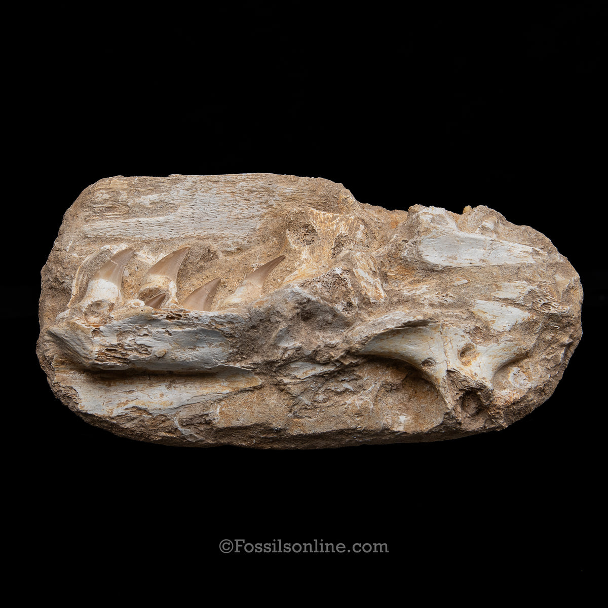 Mosasaur Jaws in Matrix