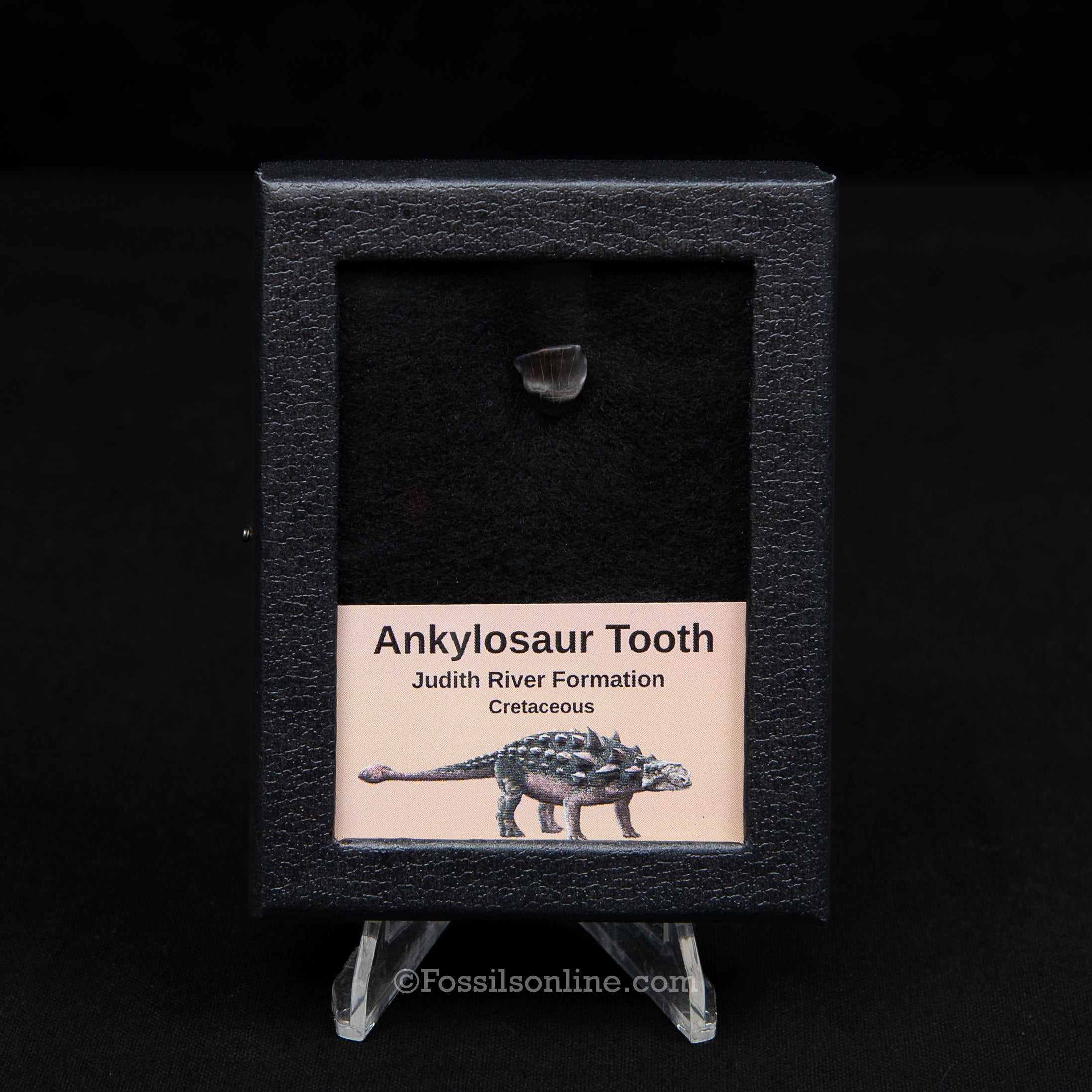 Ankylosaur Tooth In SM Display Case