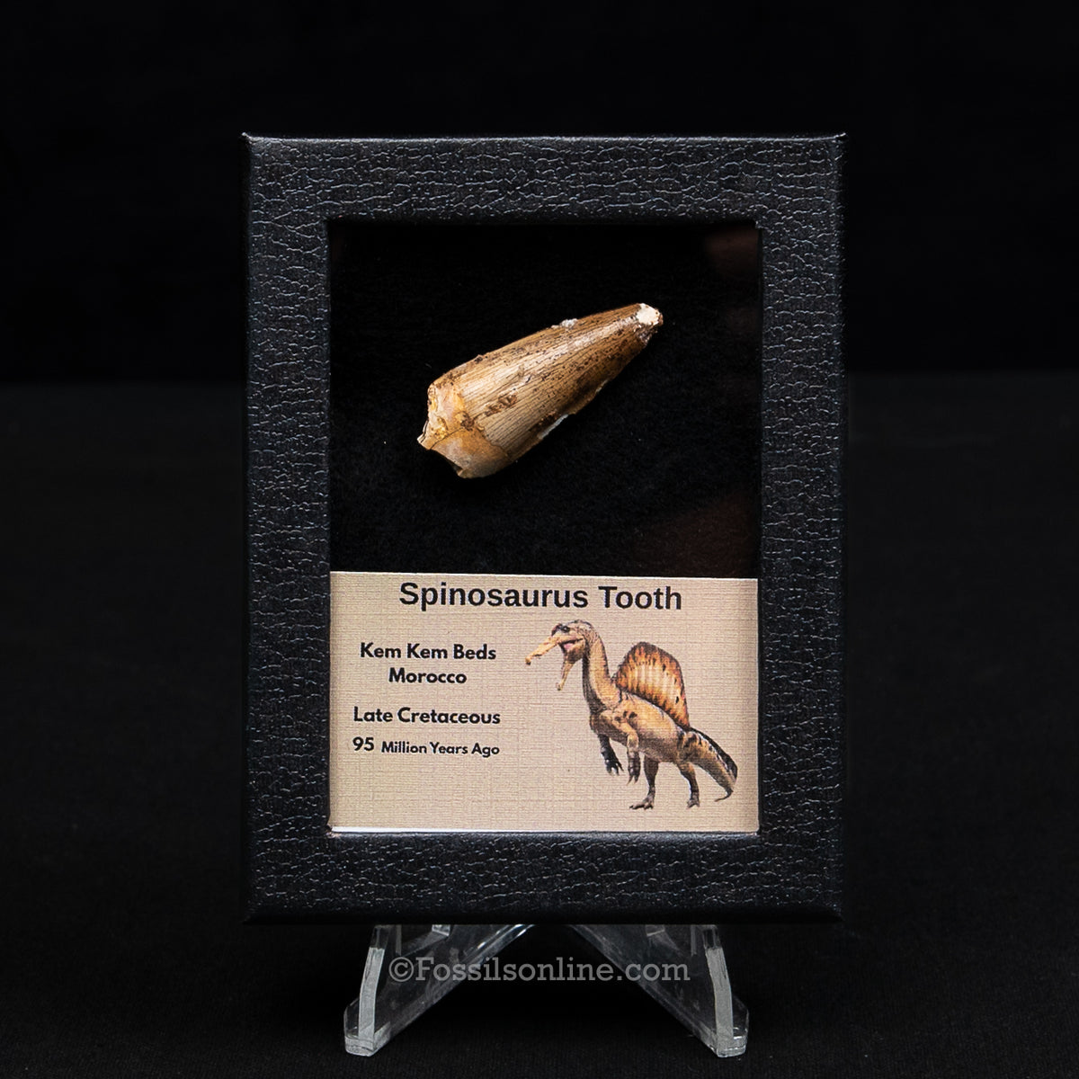 Spinosaurus Dinosaur Tooth Sm Case