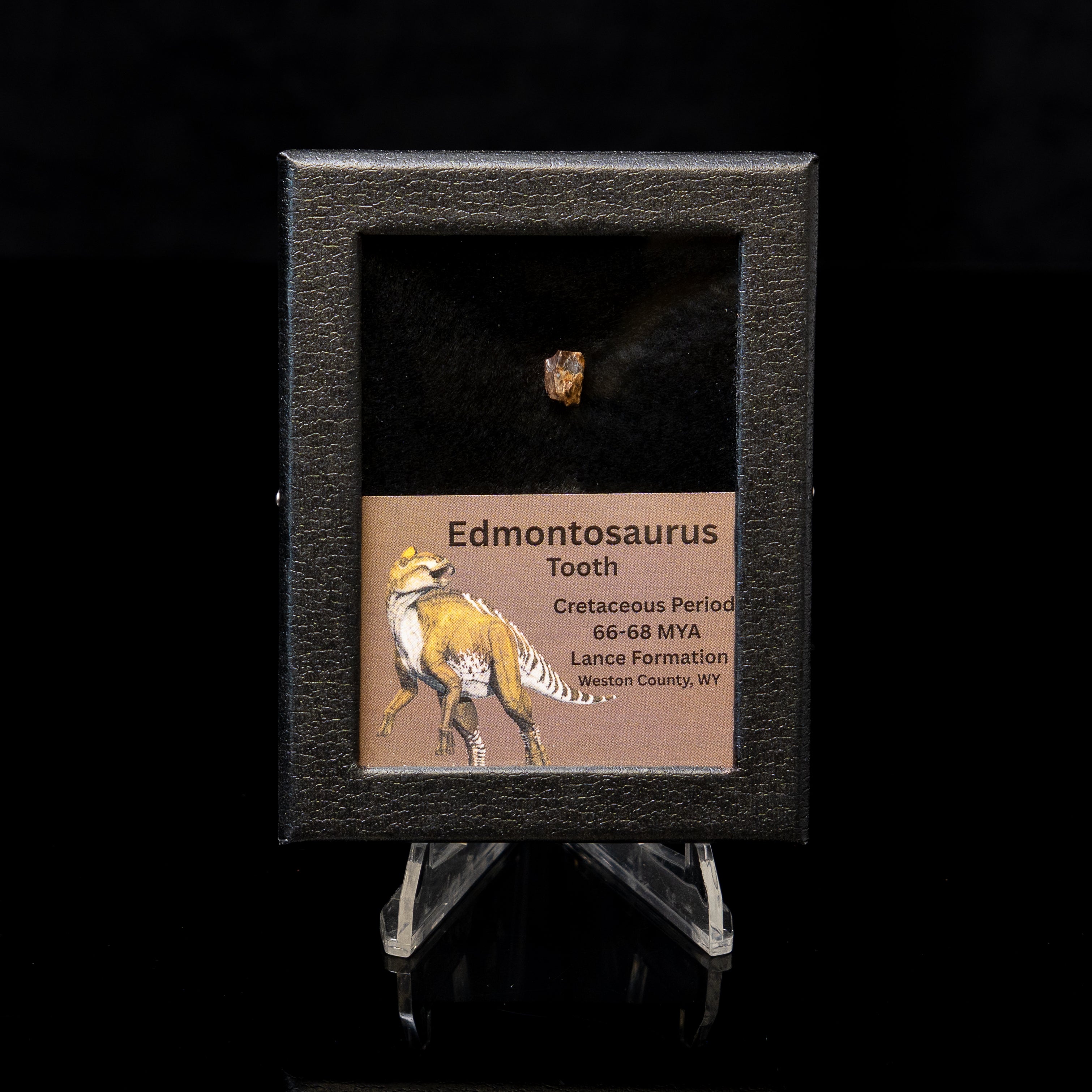 Edmontosaurus Tooth Sm Case