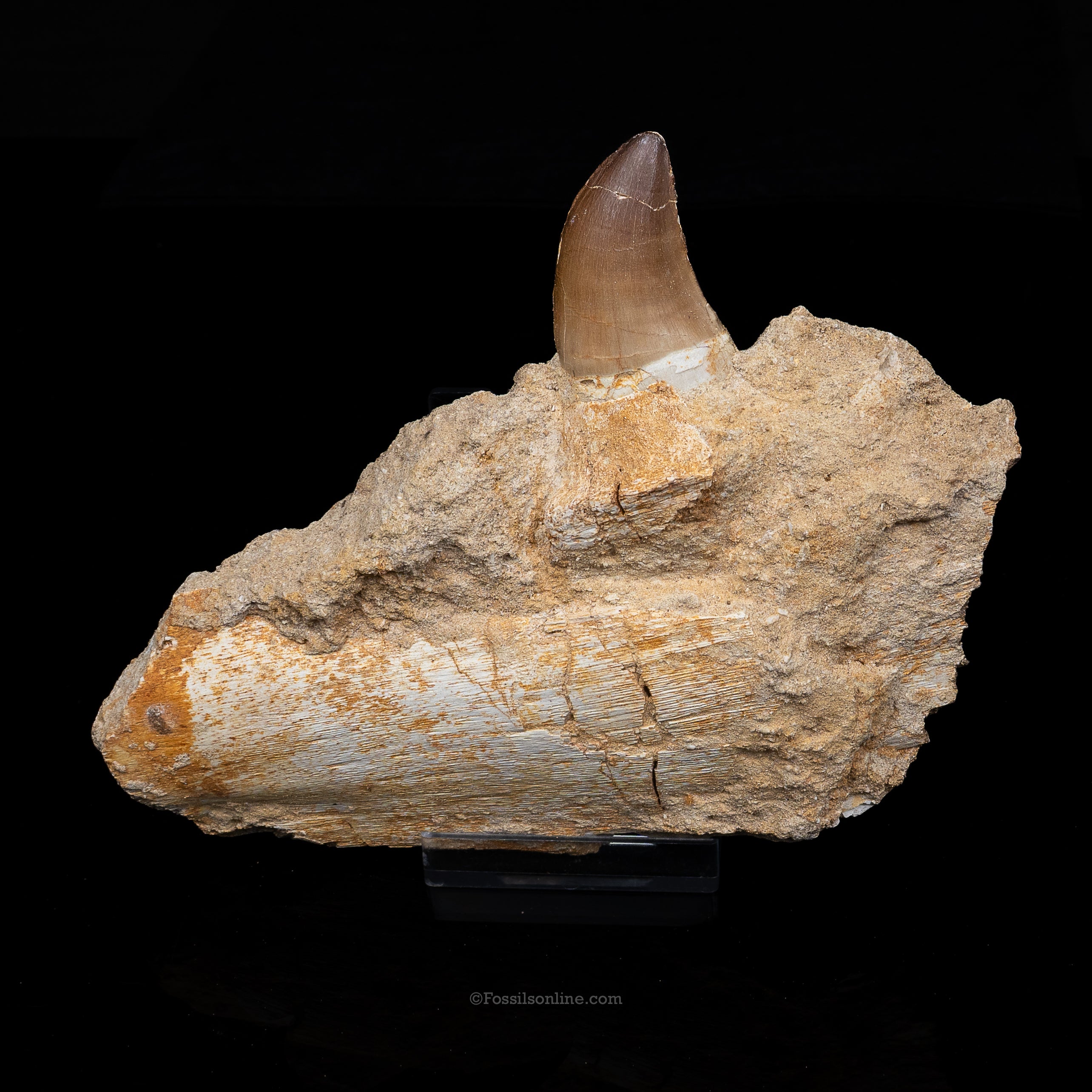 Mosasaur Jaw in Matrix