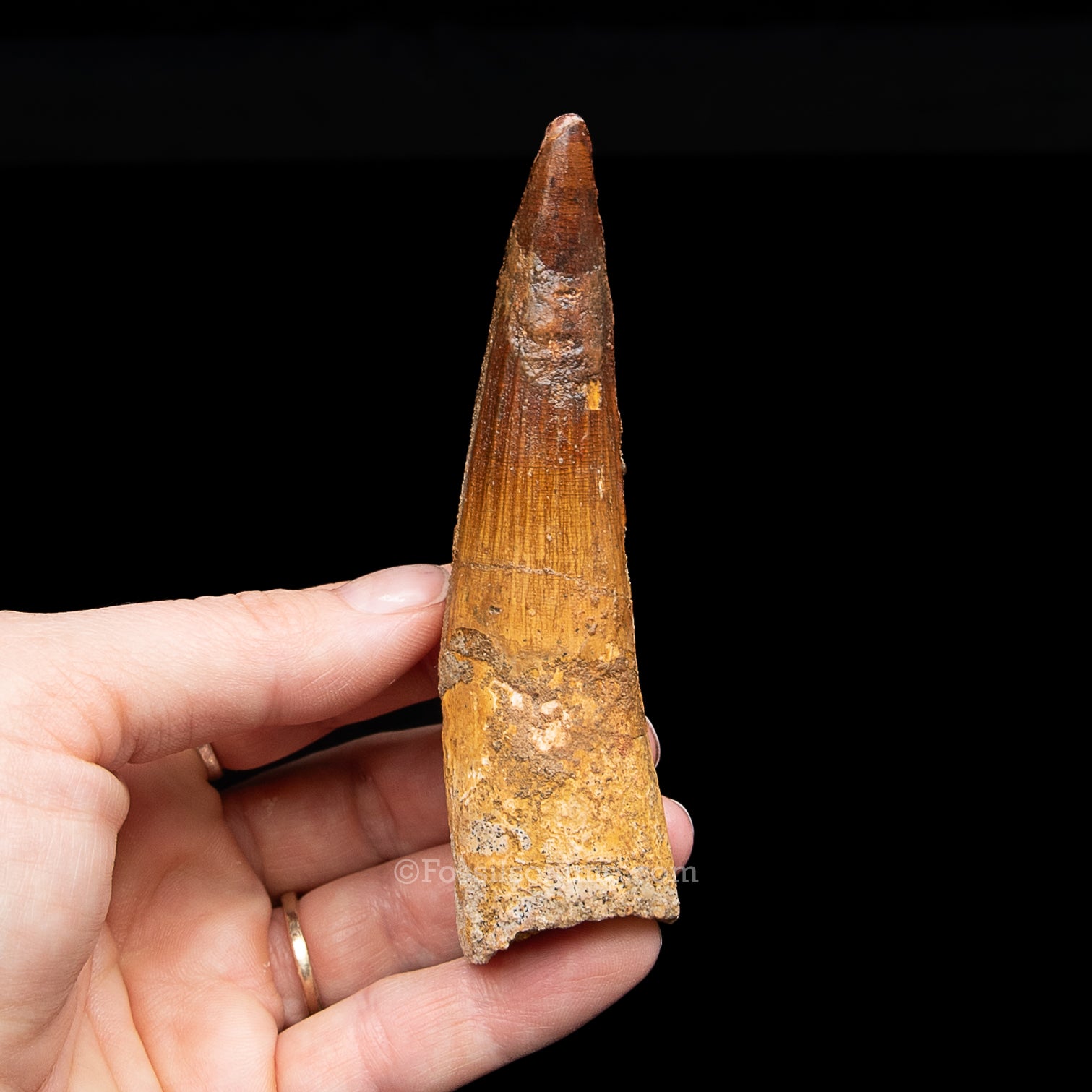 Spinosaurus Dinosaur Tooth in Lg Case