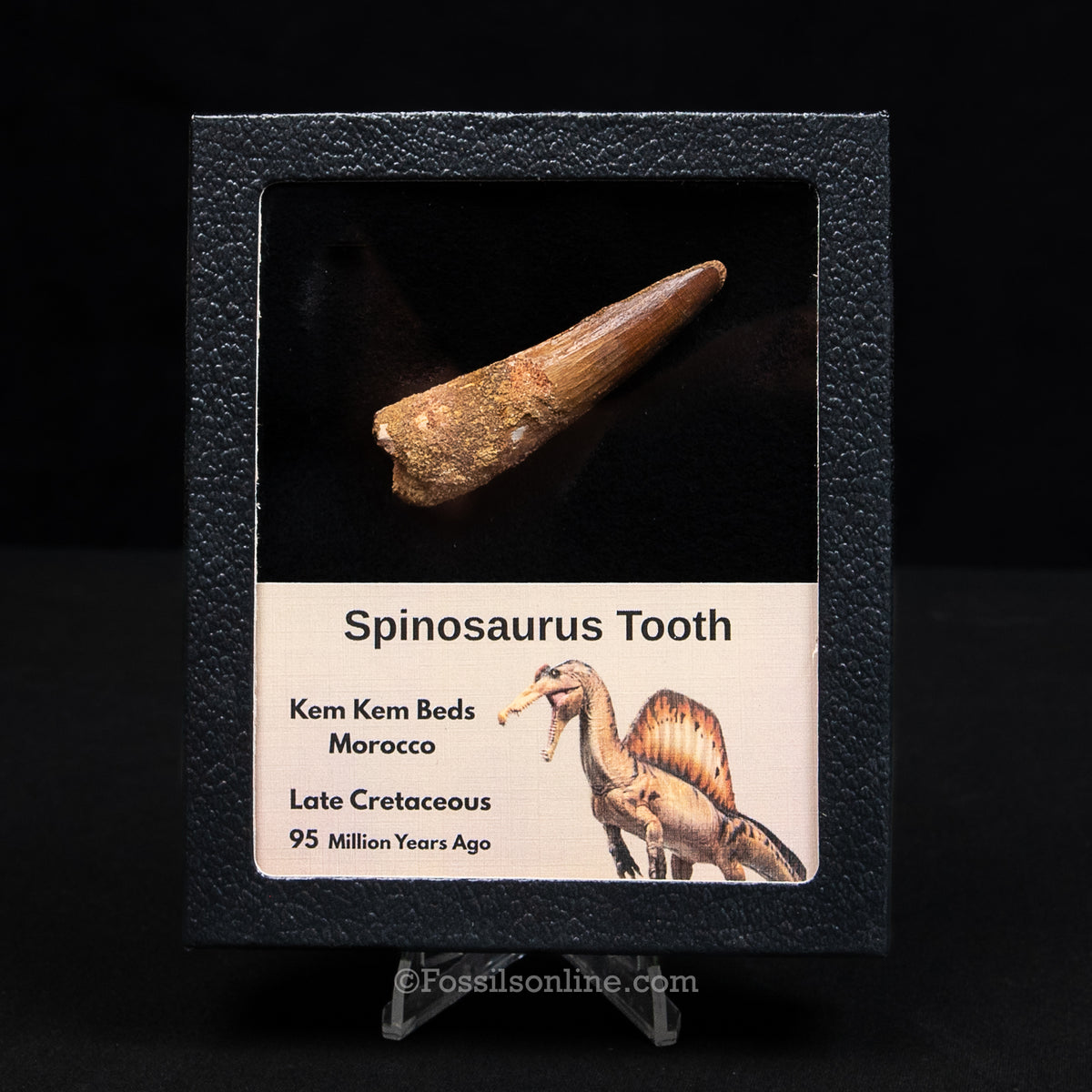 Spinosaurus Dinosaur Tooth Med Case
