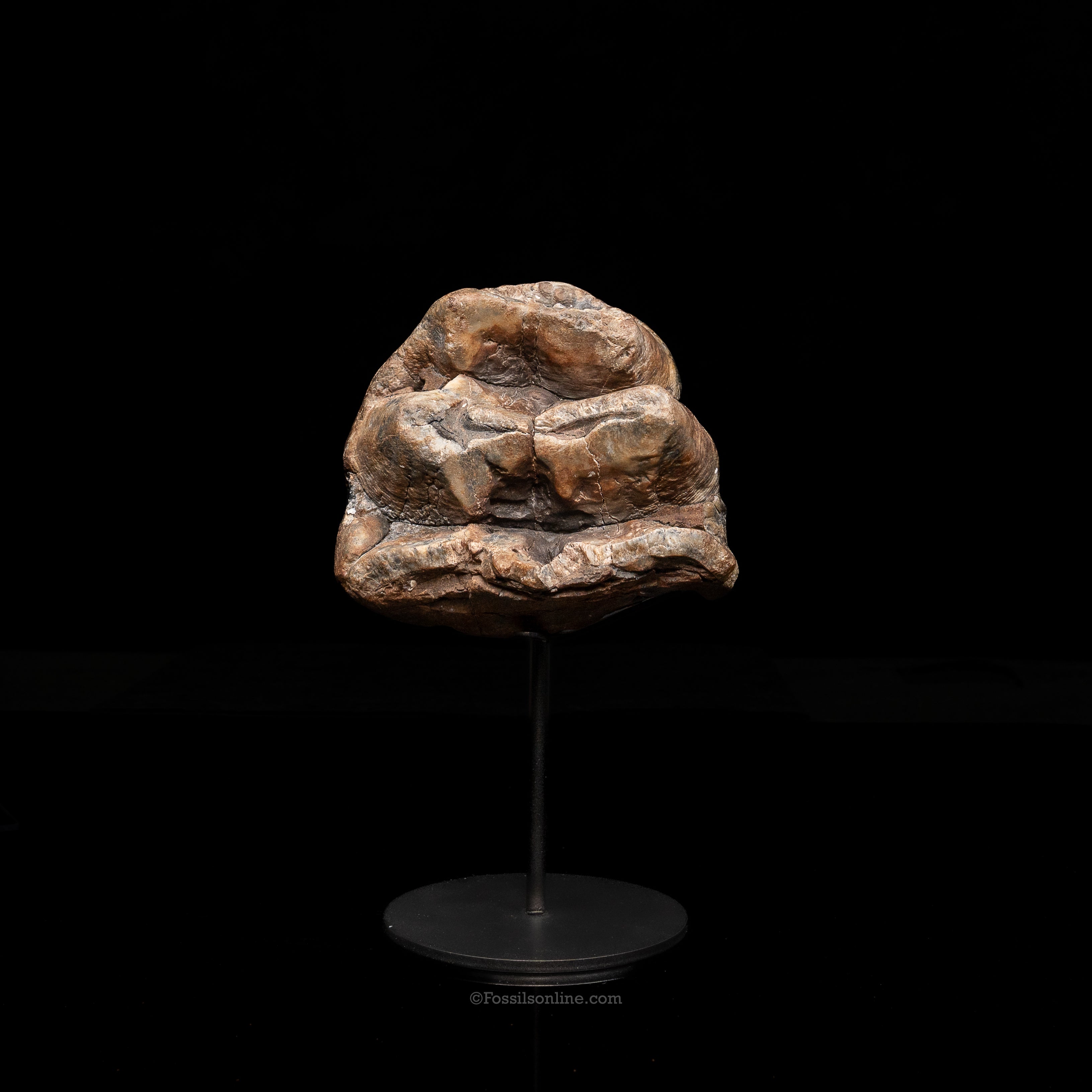 Mastodon Tooth w/stand