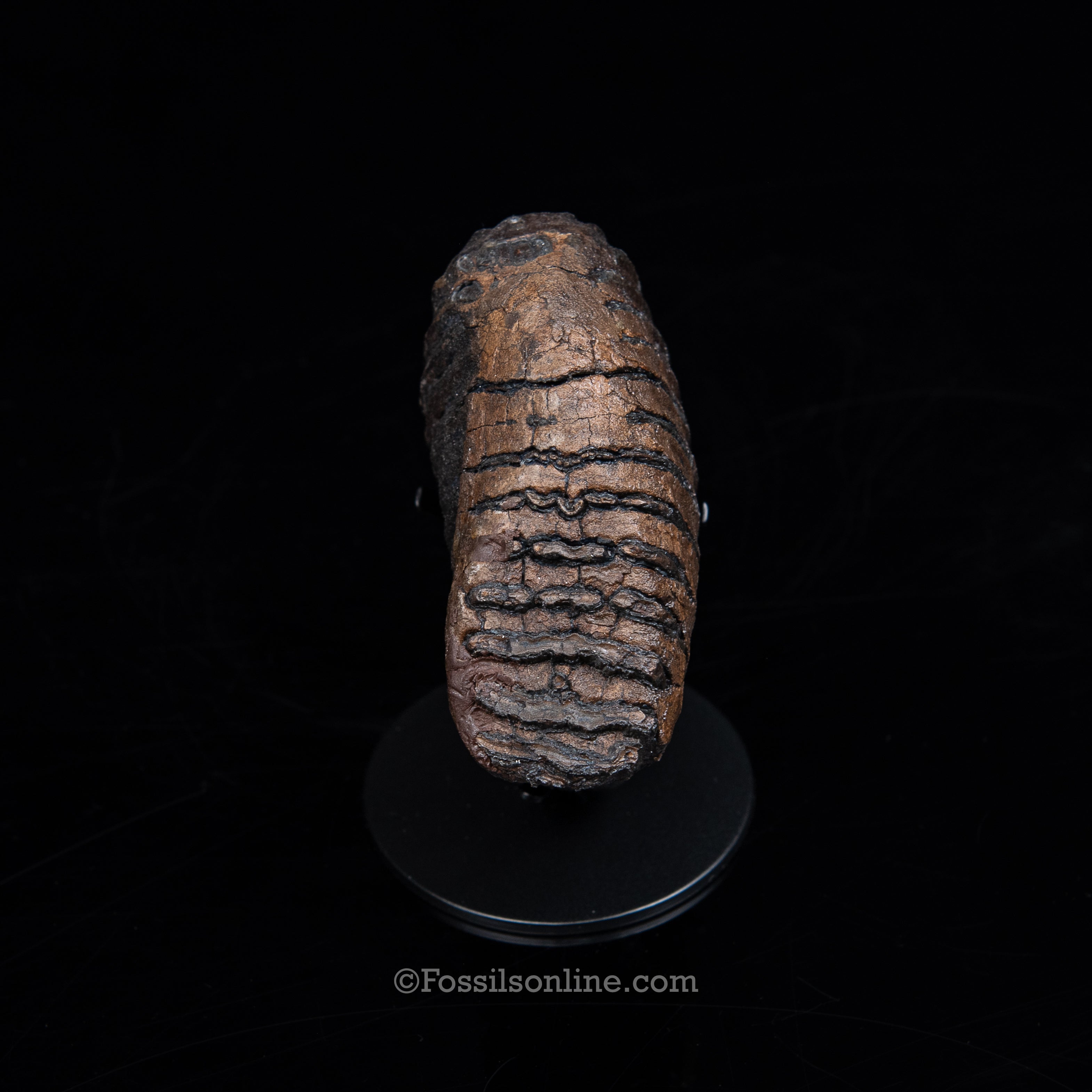 Juvenile Woolly Mammoth Tooth on a Display Stand Alaska