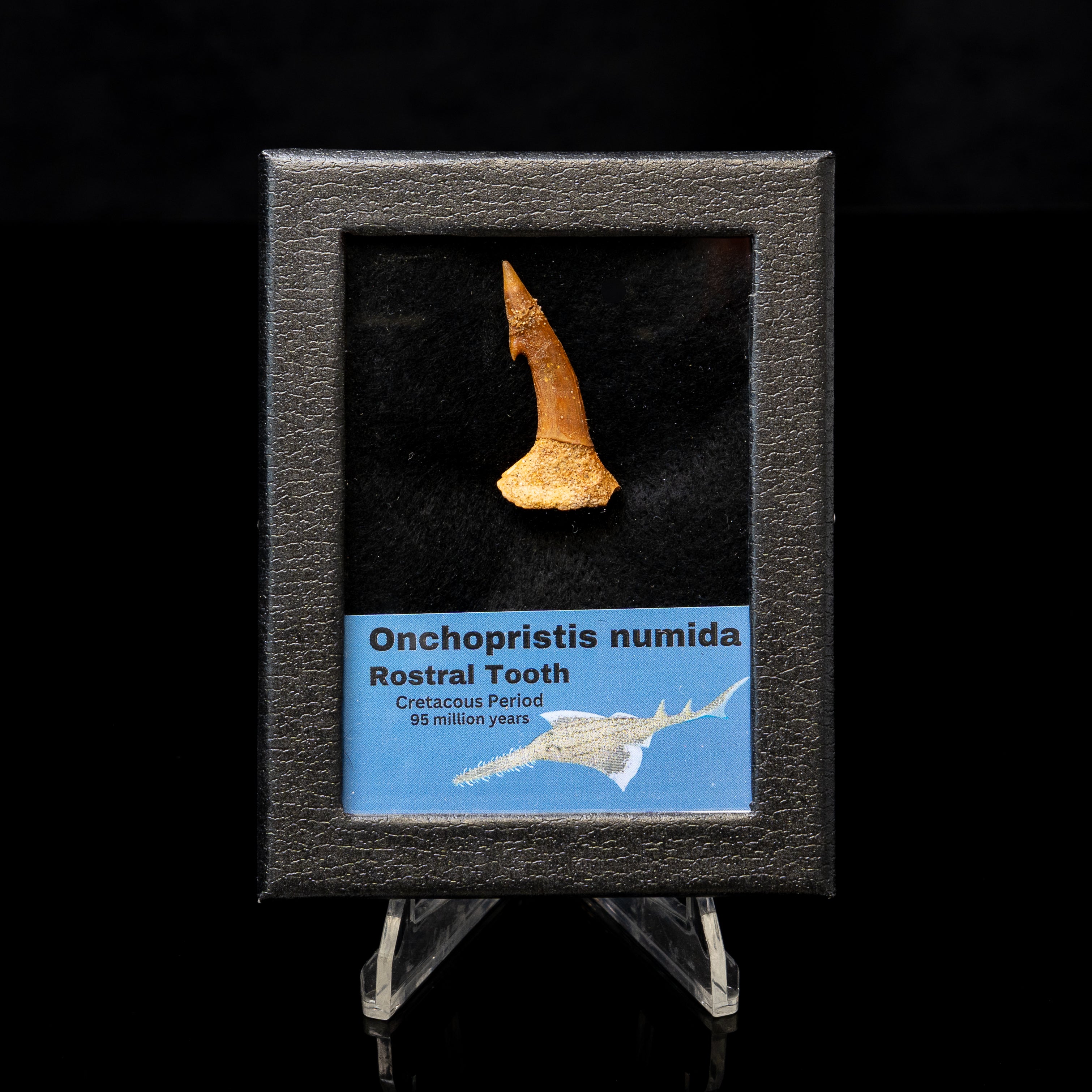 Onchopristis Tooth in a SM display case