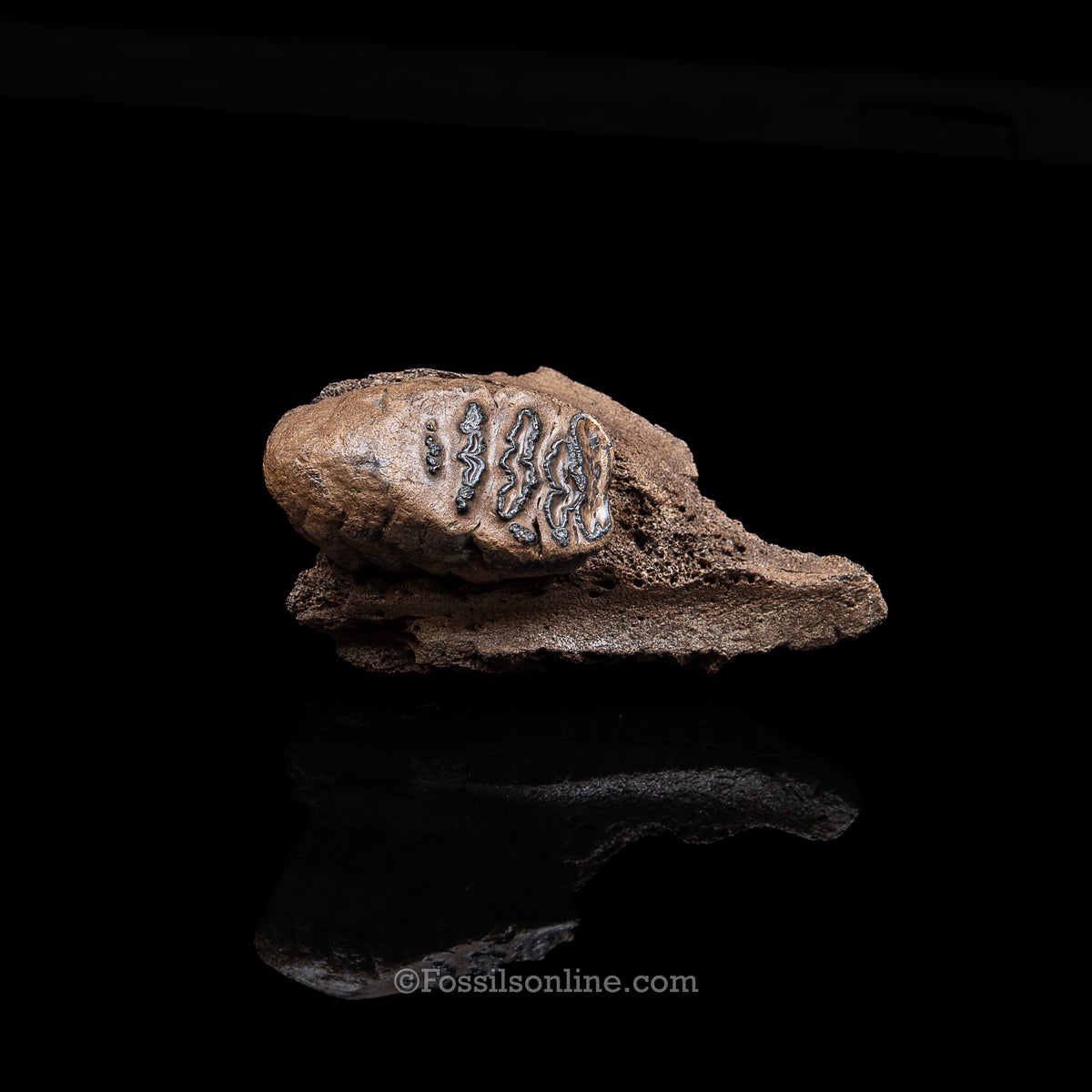 Juvenile Woolly Mammoth  Molar in Maxilla Fragment