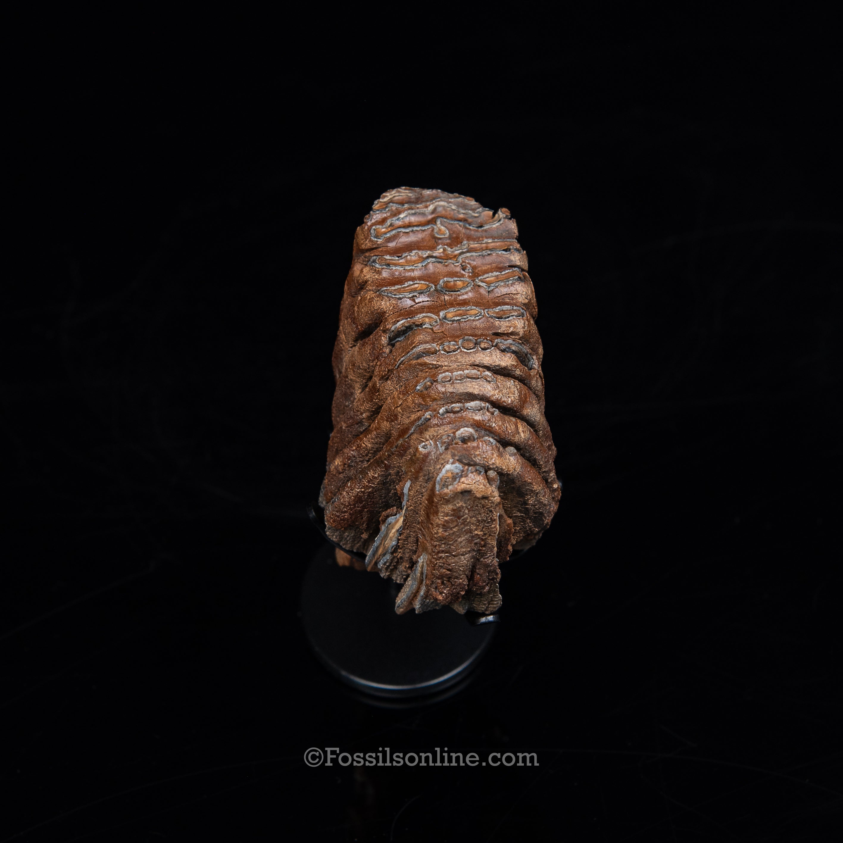 Juvenile Woolly Mammoth Tooth on Display Stand