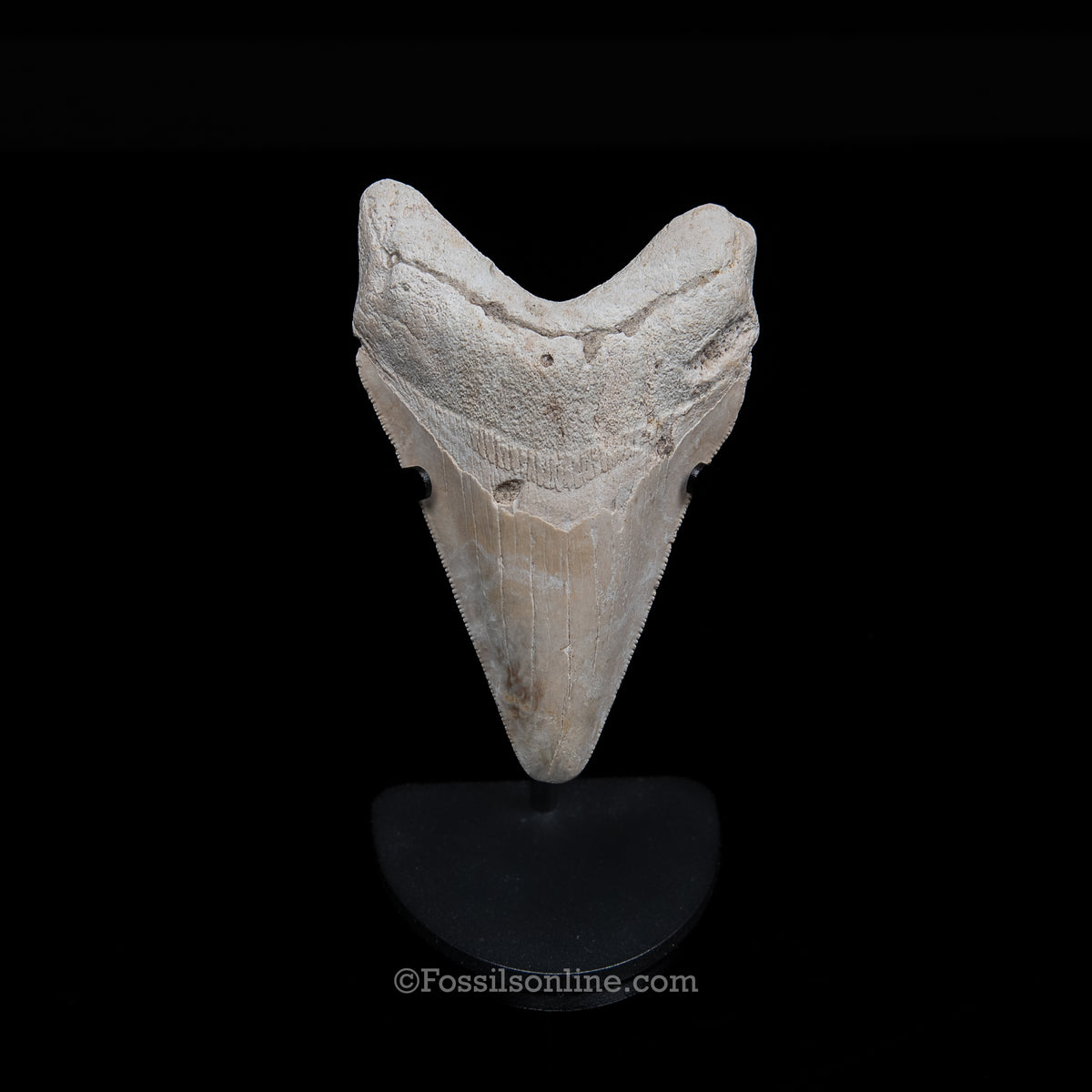 Genuine Prehistoric Fossil Tooth — Meg 3.95", Summerville SC
