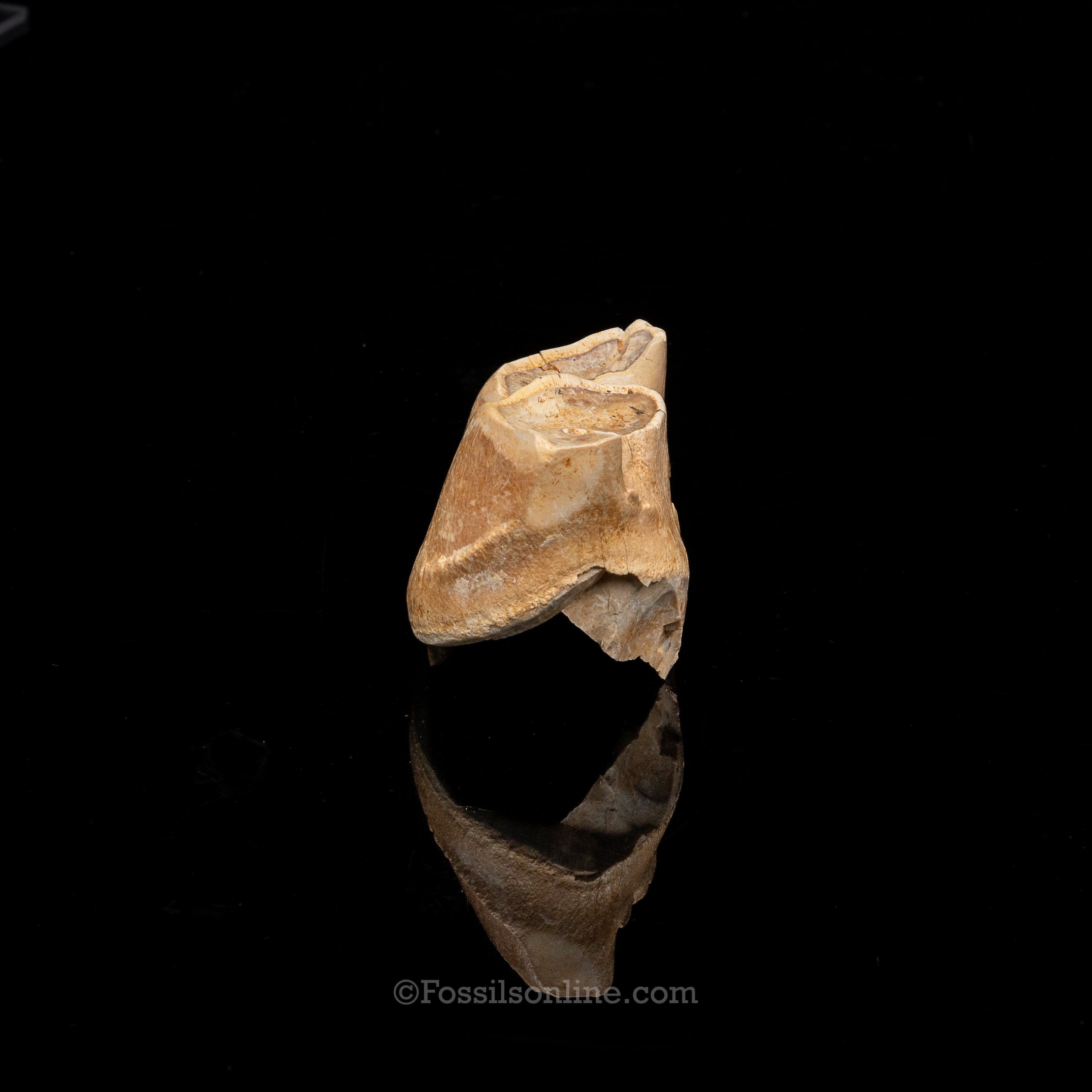 Rare Florida Fossil Rhino Tooth