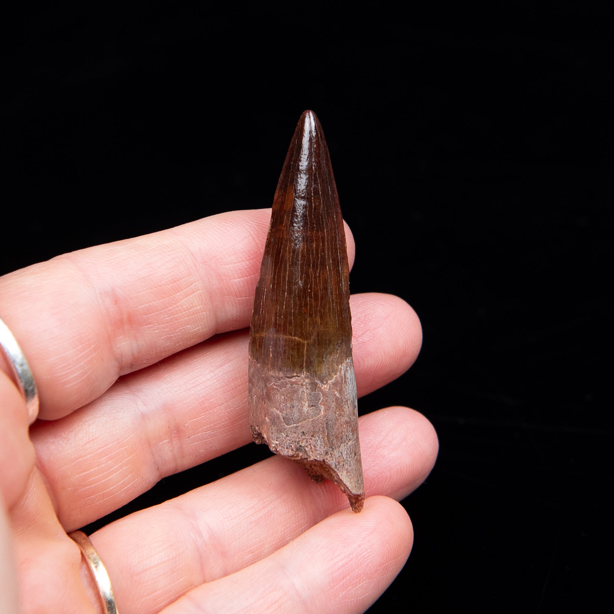 Premium Spinosaurus Dinosaur Tooth Med Case