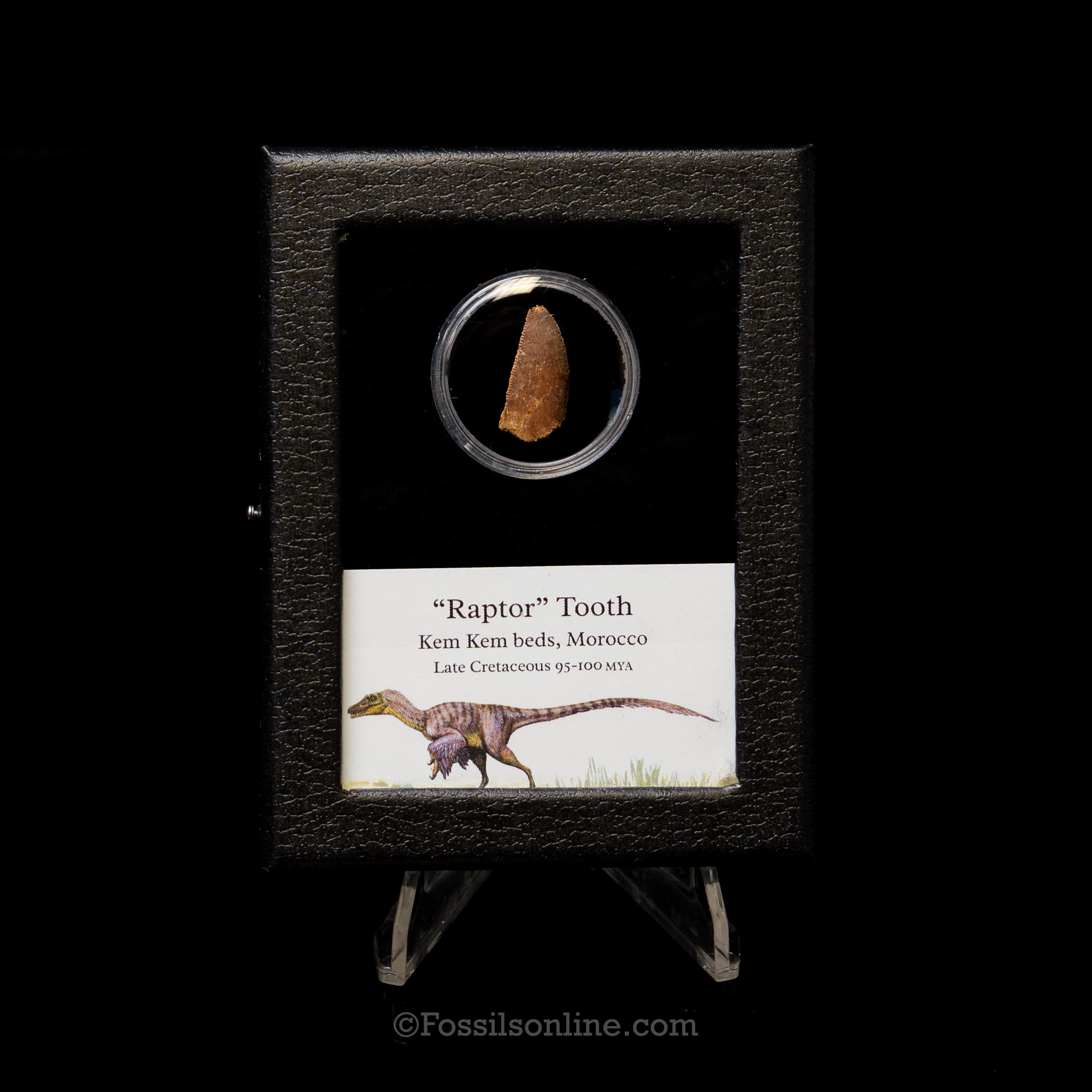 Theropod Dinosaur Tooth "Raptor" in a sm display case