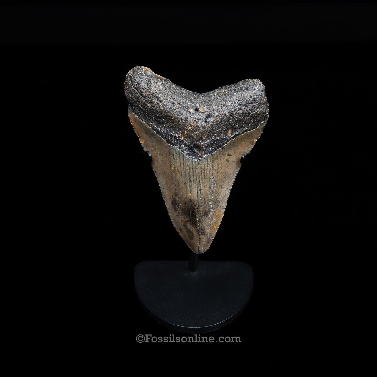 Genuine Prehistoric Fossil Tooth — Meg 3.59", North Carolina
