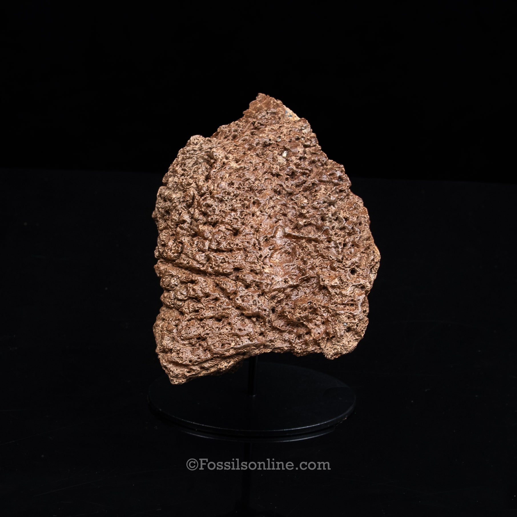 Woolly Rhino Snout