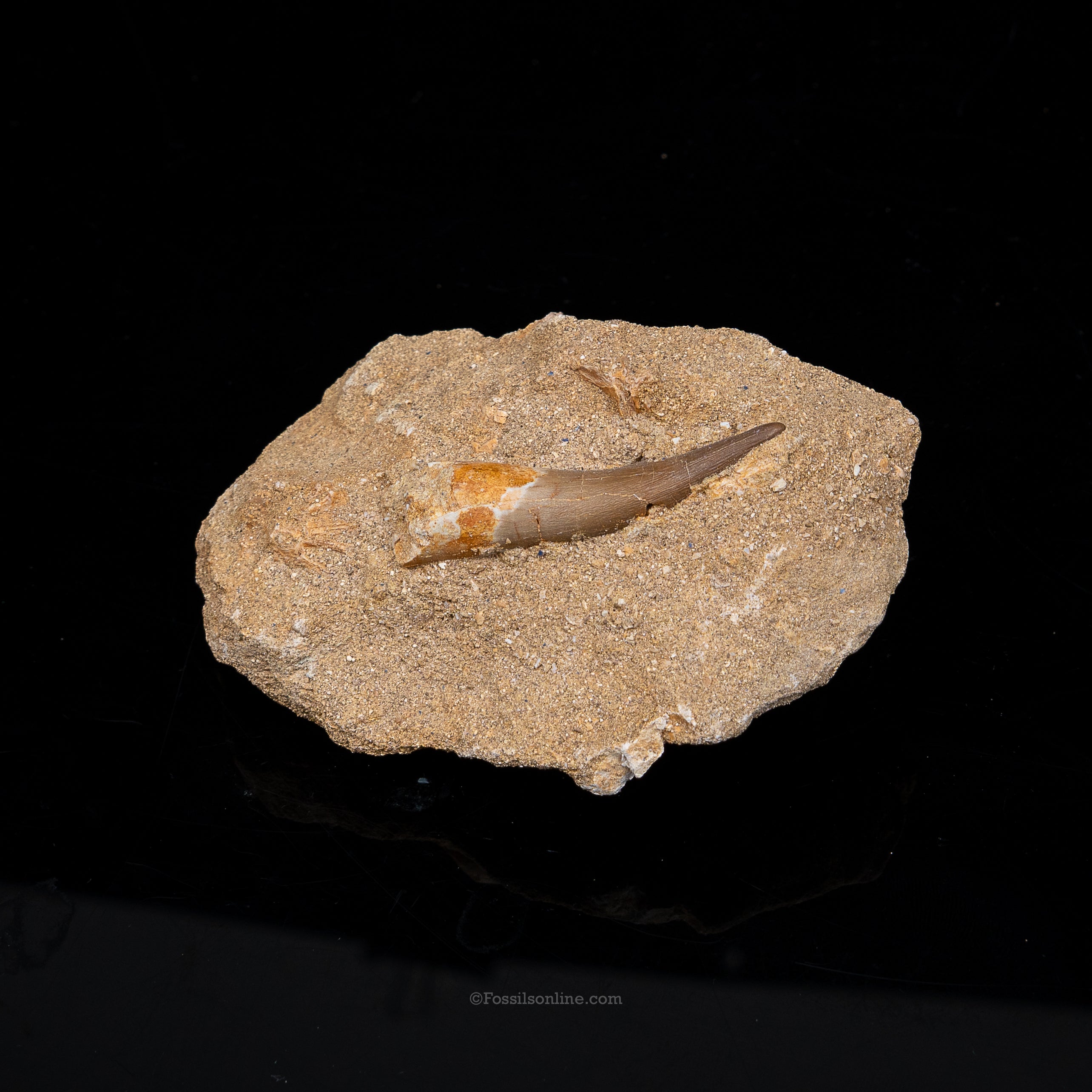 Plesiosaur Tooth in matrix
