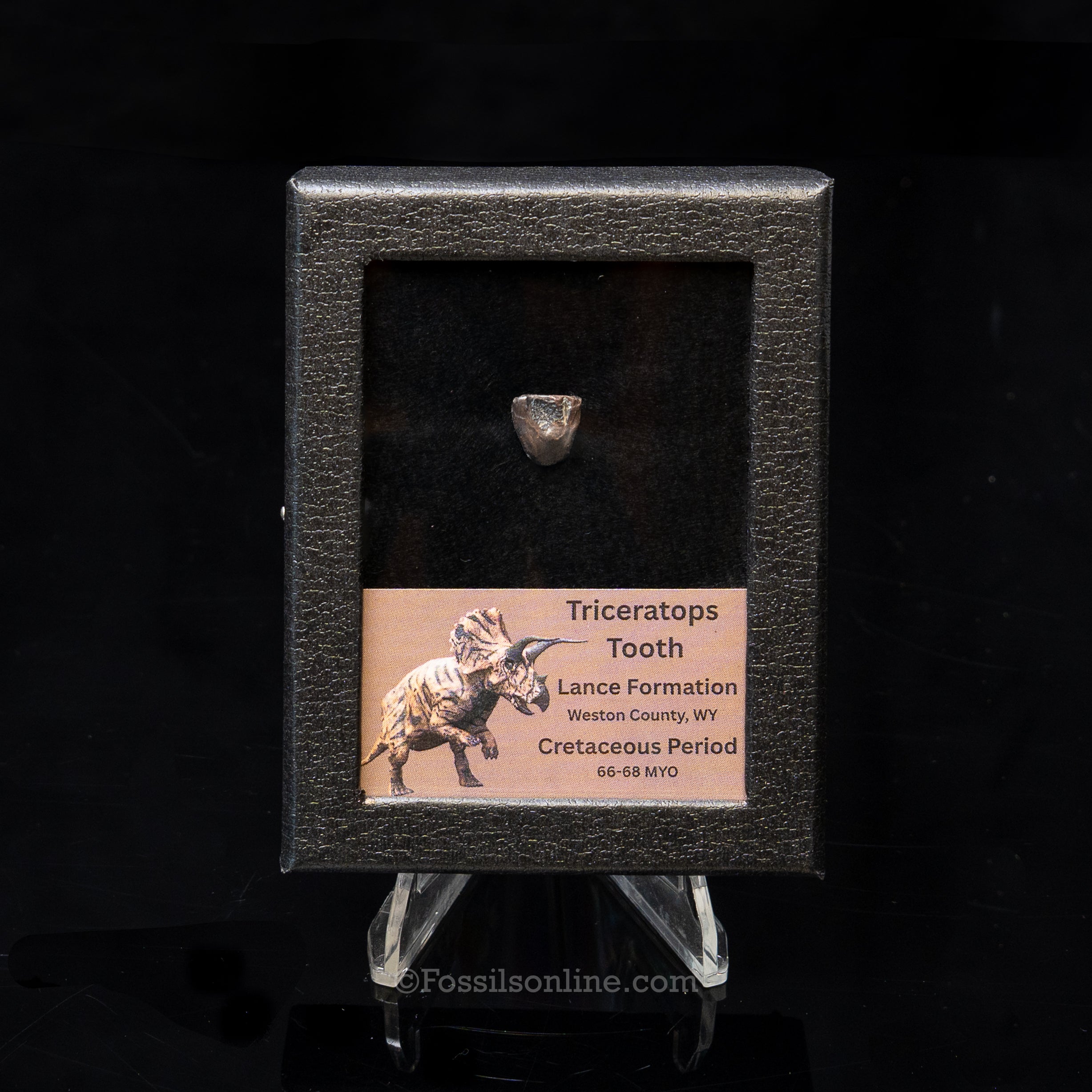 Triceratops Tooth Sm Case Lance FM