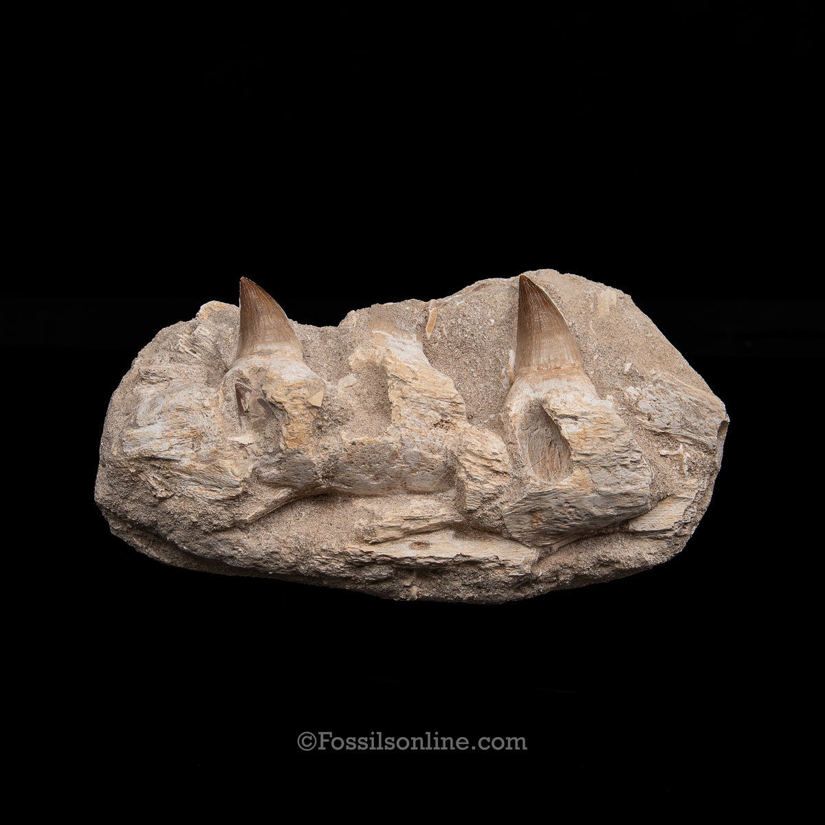 Mosasaur Jaw in Matrix
