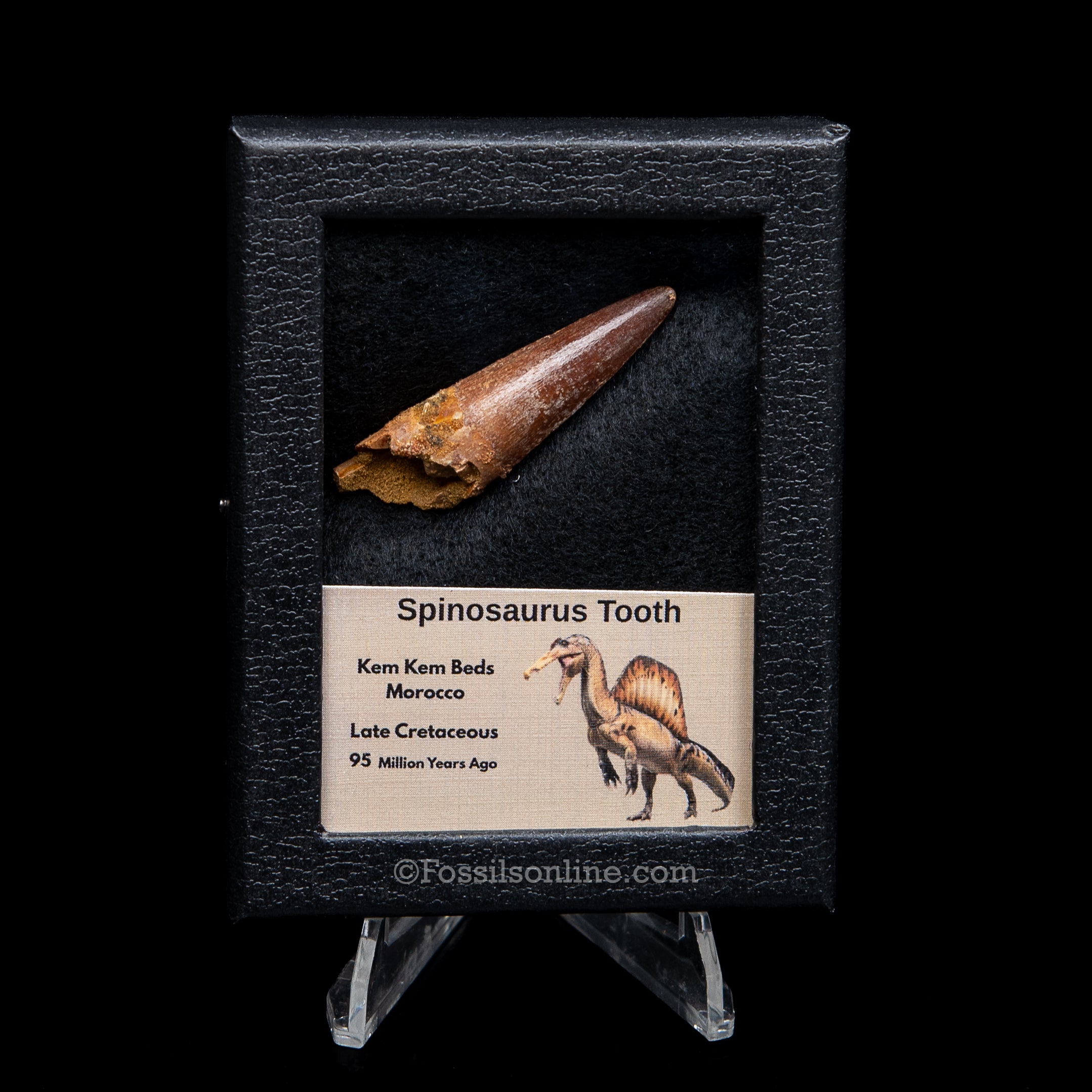 Premium Spinosaurus Dinosaur Tooth Sm Case