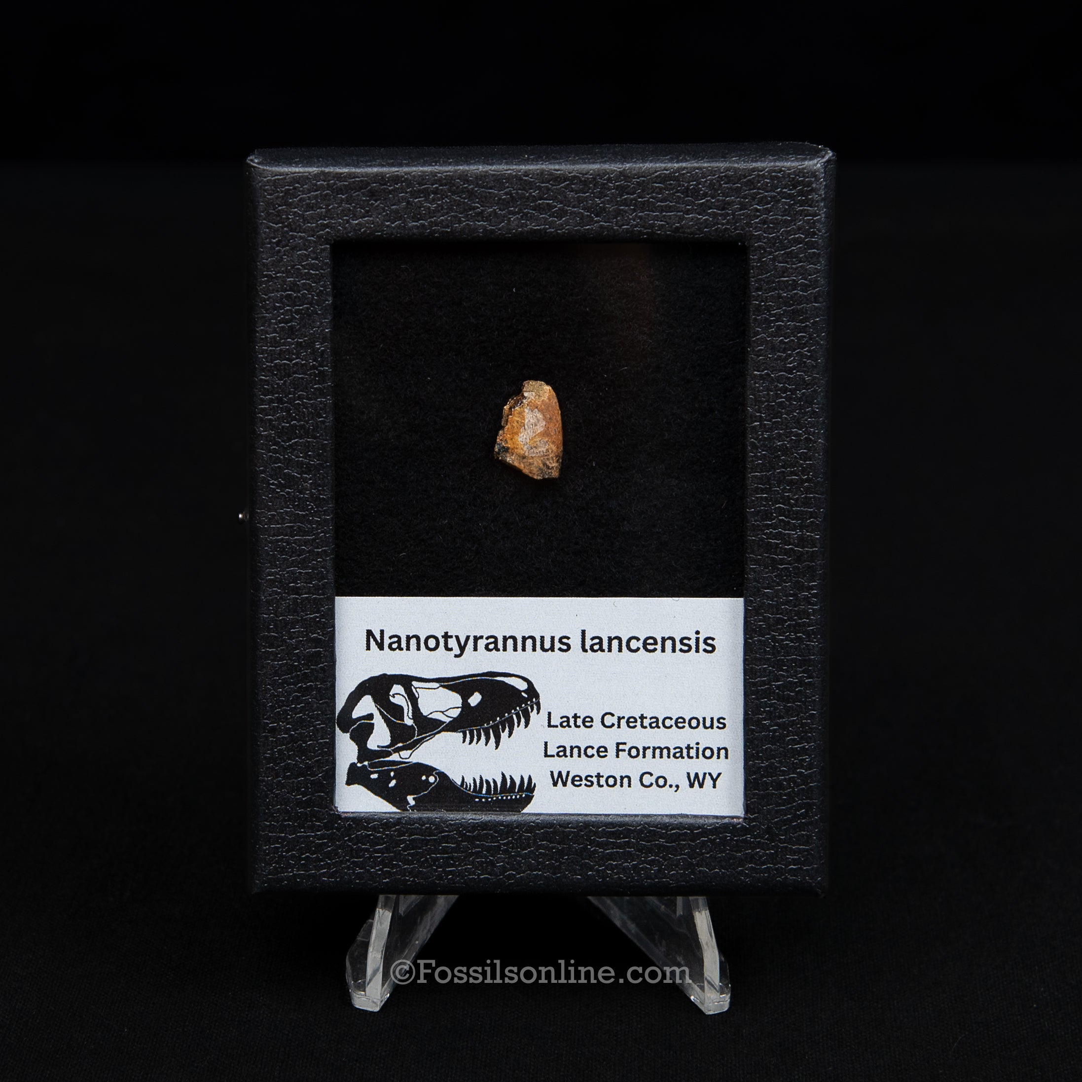 Authentic Nanotyrannus tooth in a Case Lance Formation, Wyoming