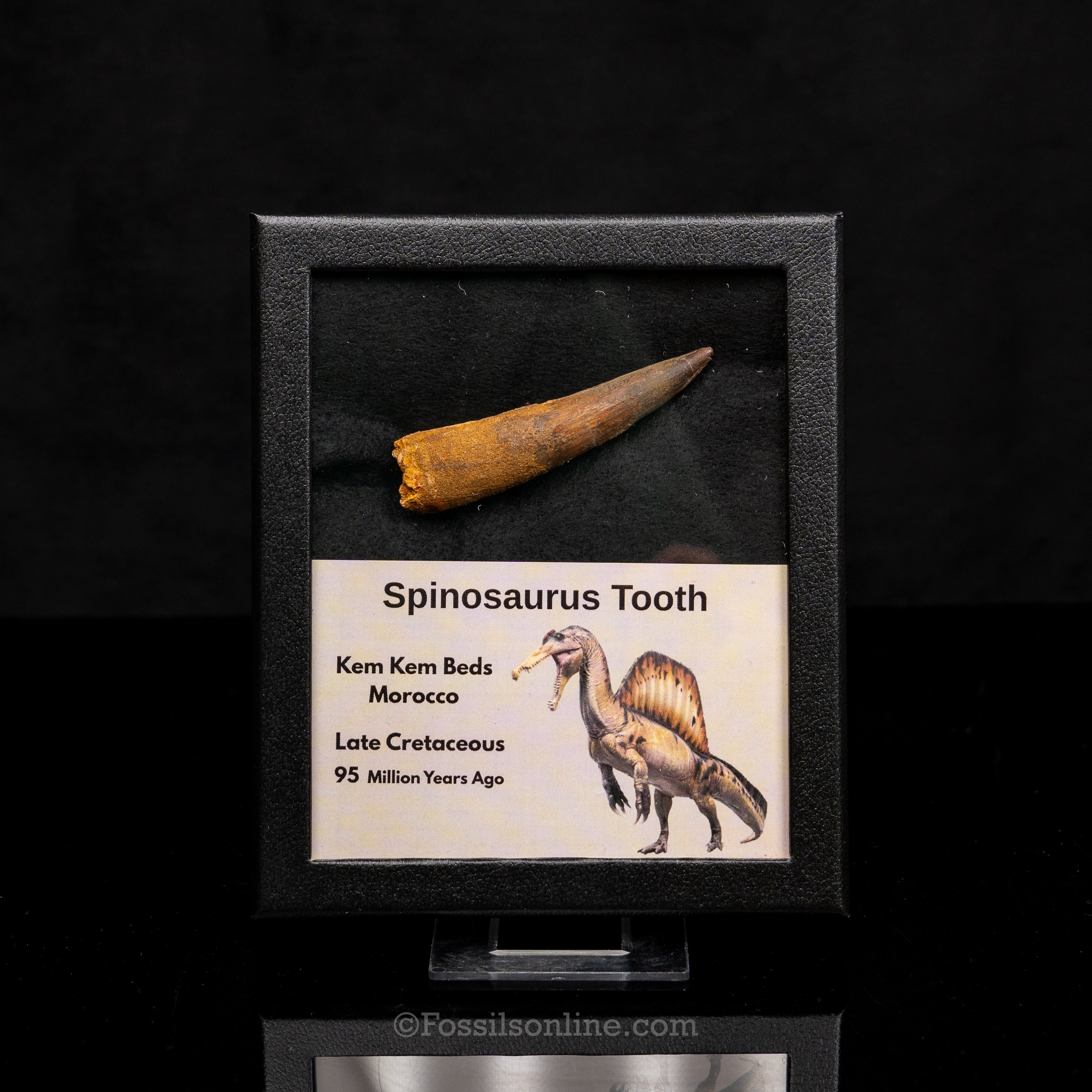 Spinosaurus Dinosaur Tooth Med Case