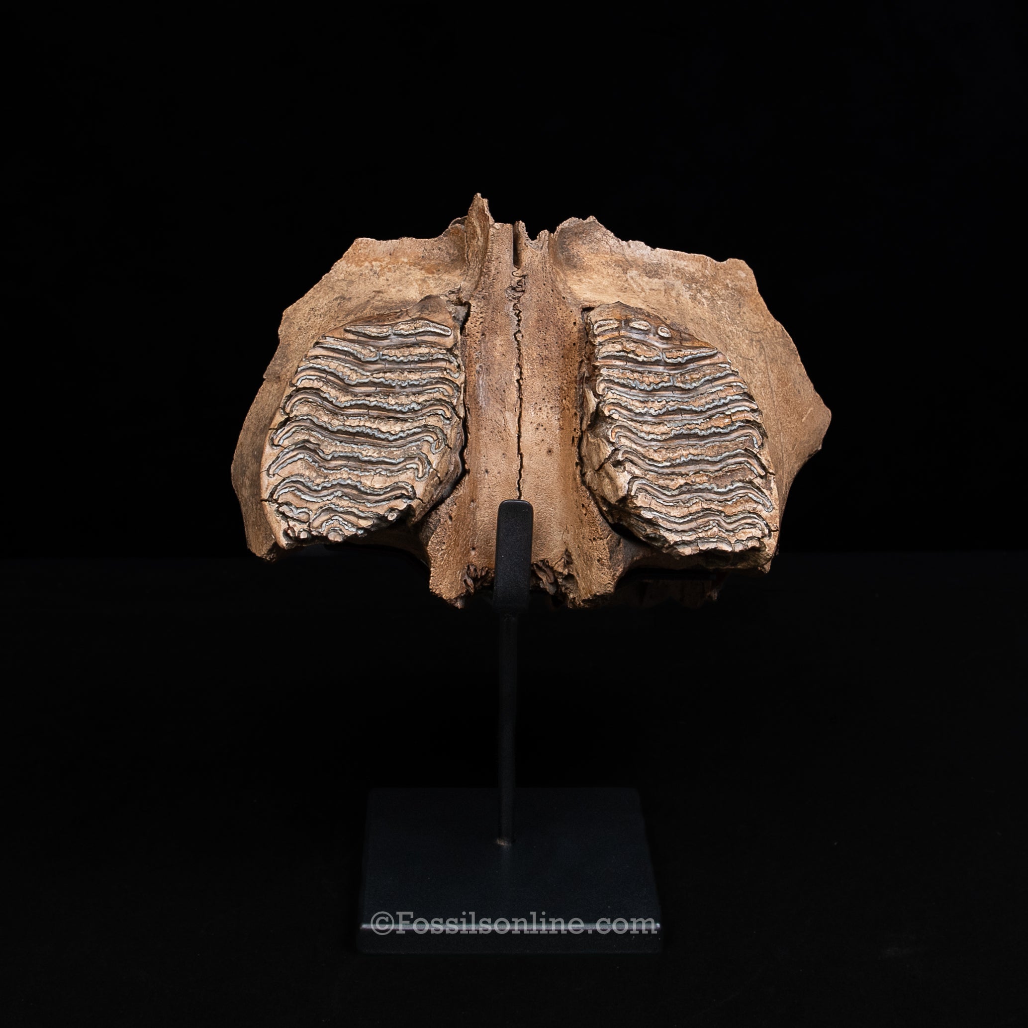 Juvenile Woolly Mammoth Maxilla on Display Stand