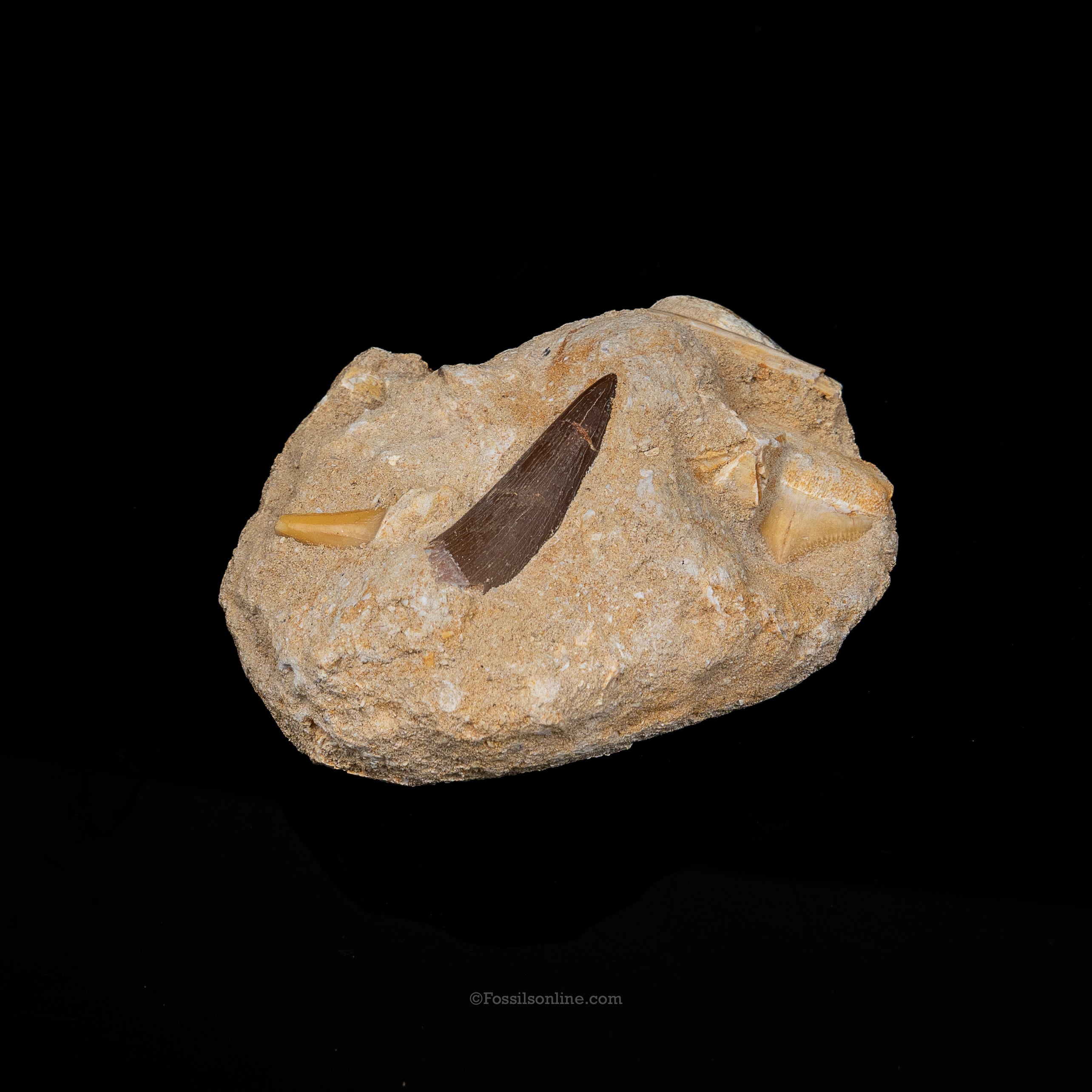 Plesiosaur & Shark Teeth in Original Matrix