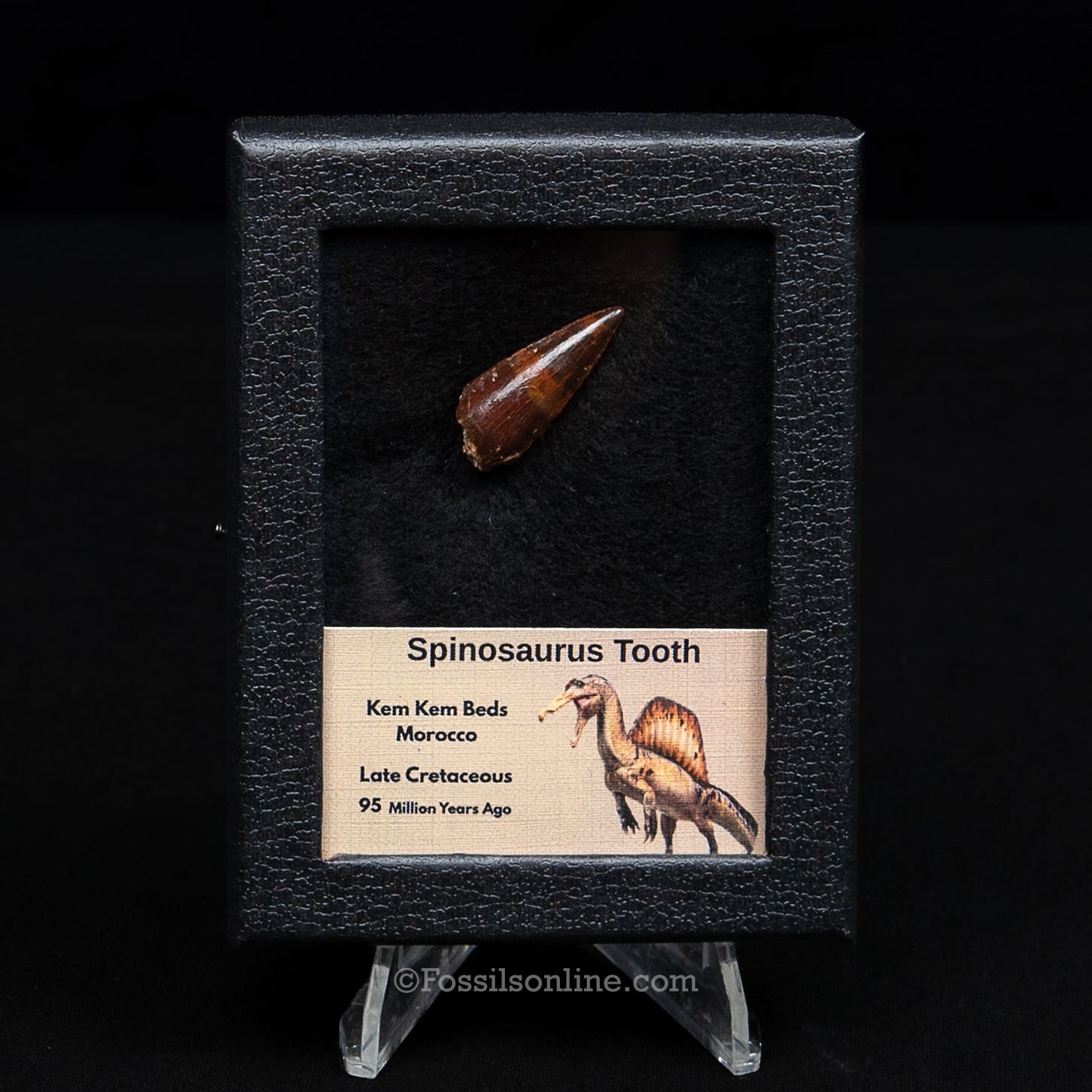 Premium Spinosaurus Dinosaur Tooth Sm Case