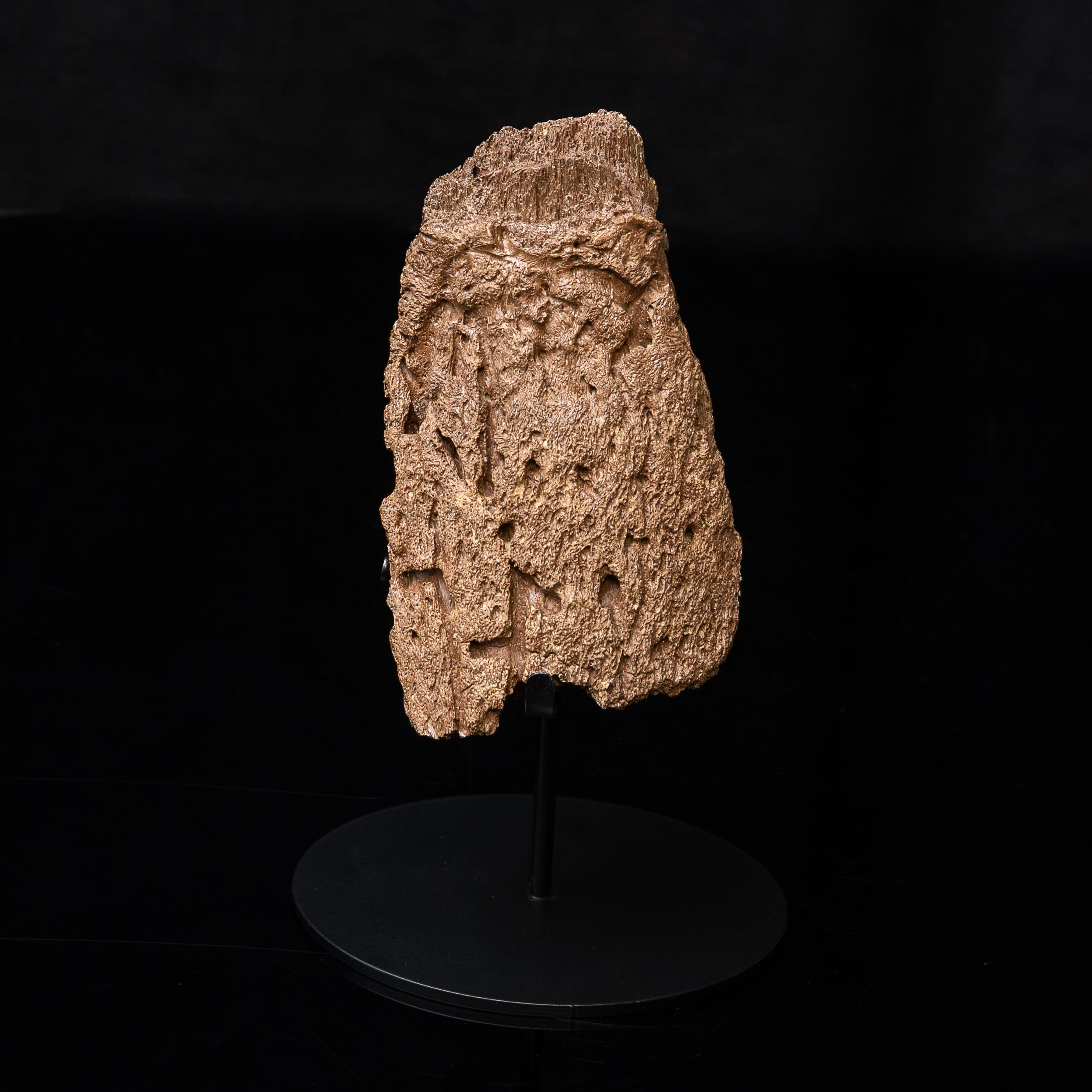 Triceratops  Horn Fragment on Stand