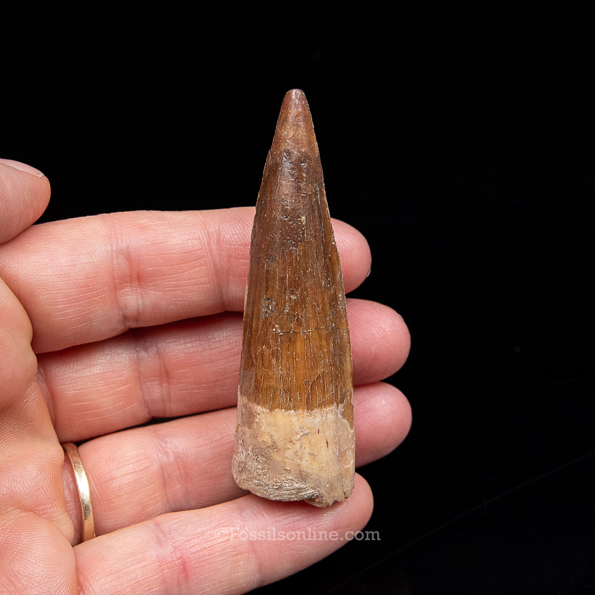 Spinosaurus Dinosaur Tooth Med Case