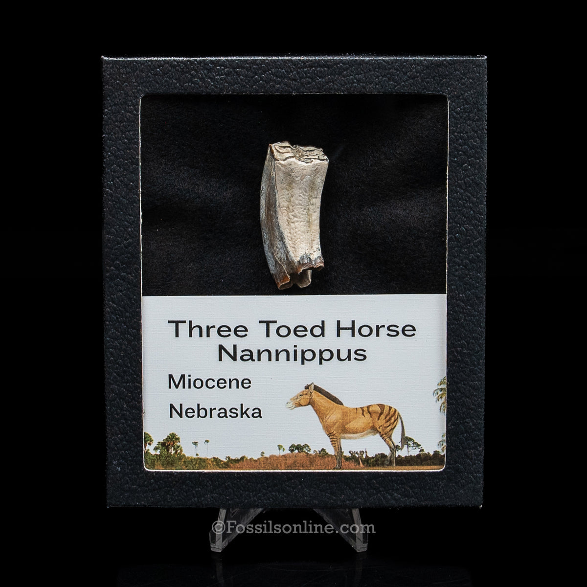 Three Toed Horse Tooth in a Med Case