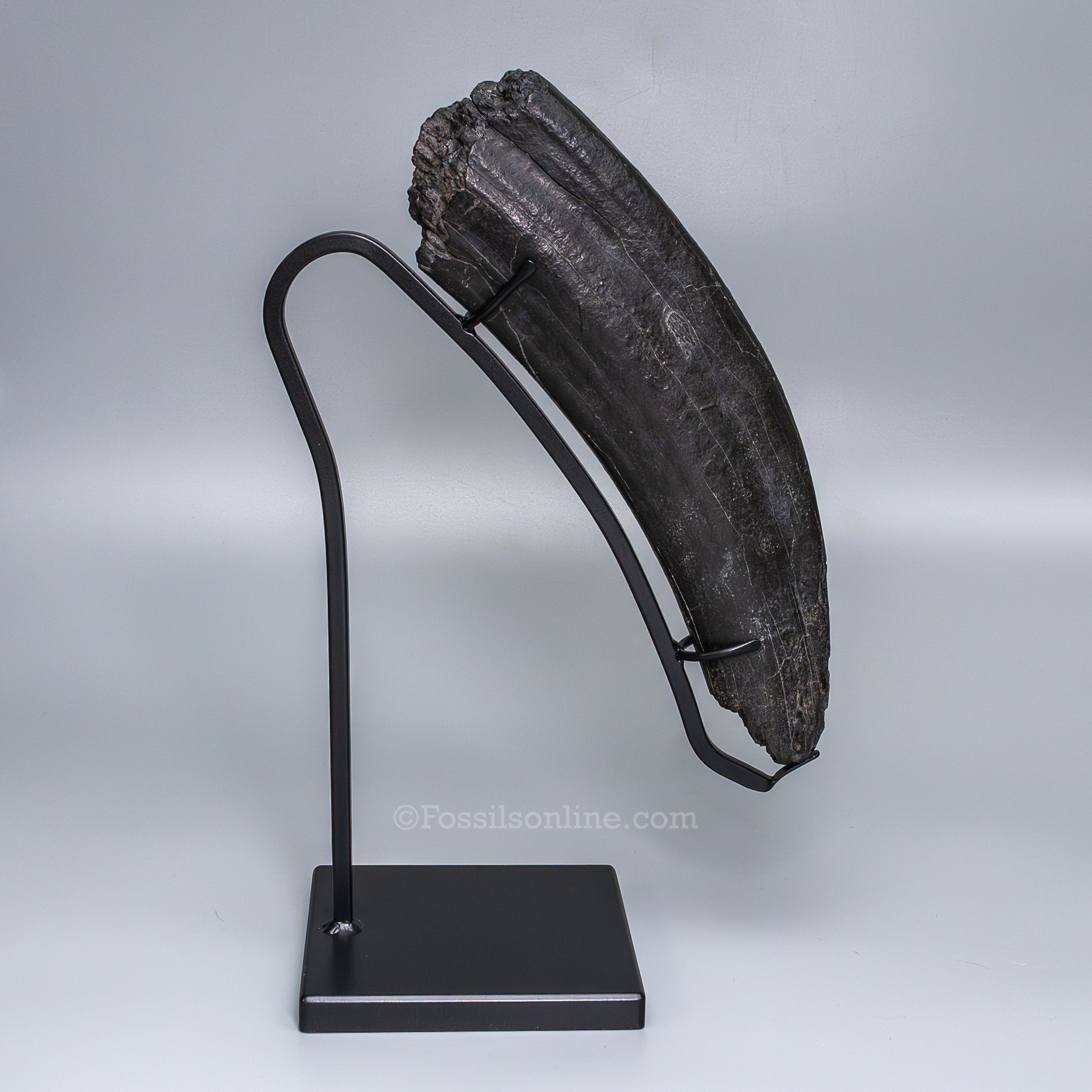 Walrus Tusk on Display Stand