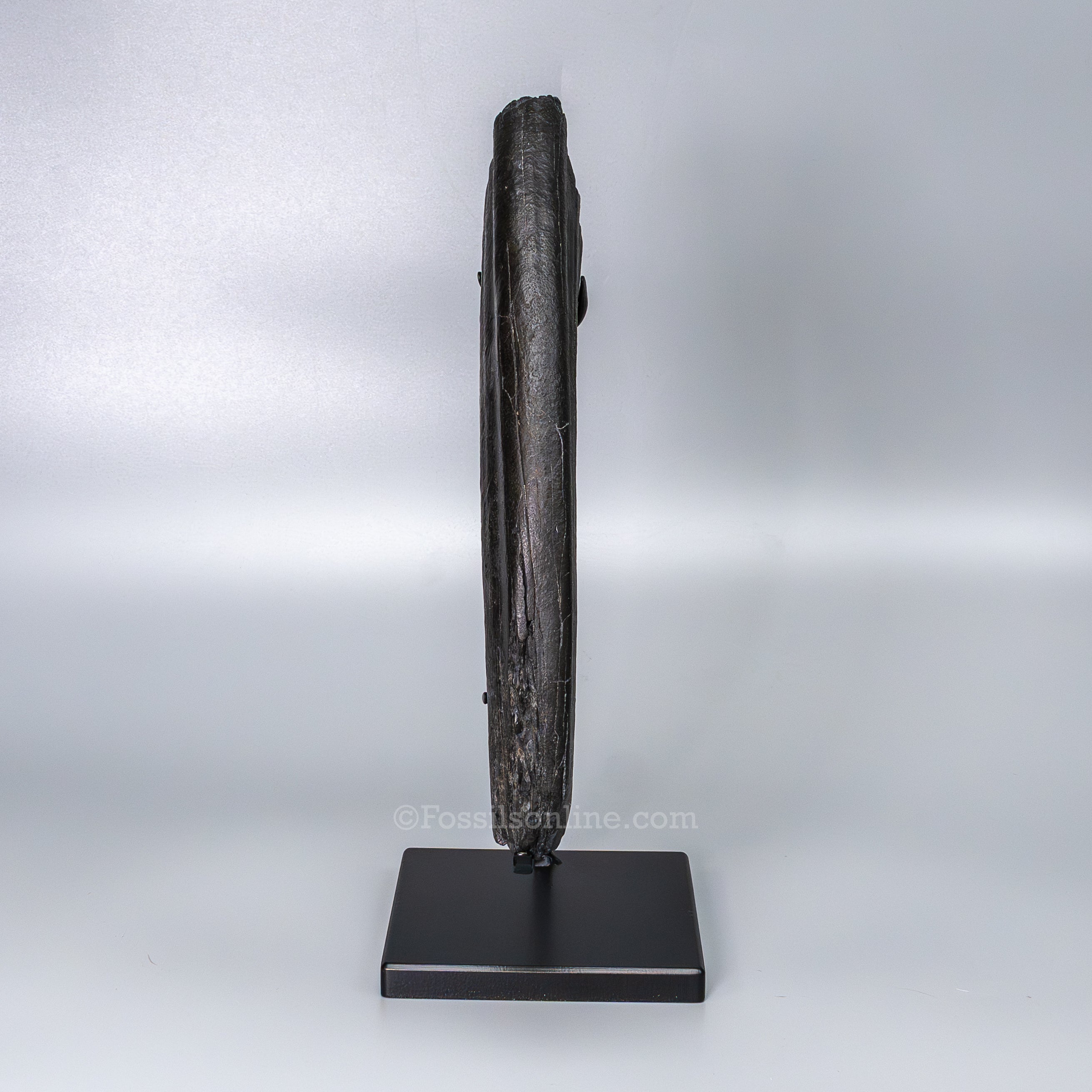 Walrus Tusk on Display Stand