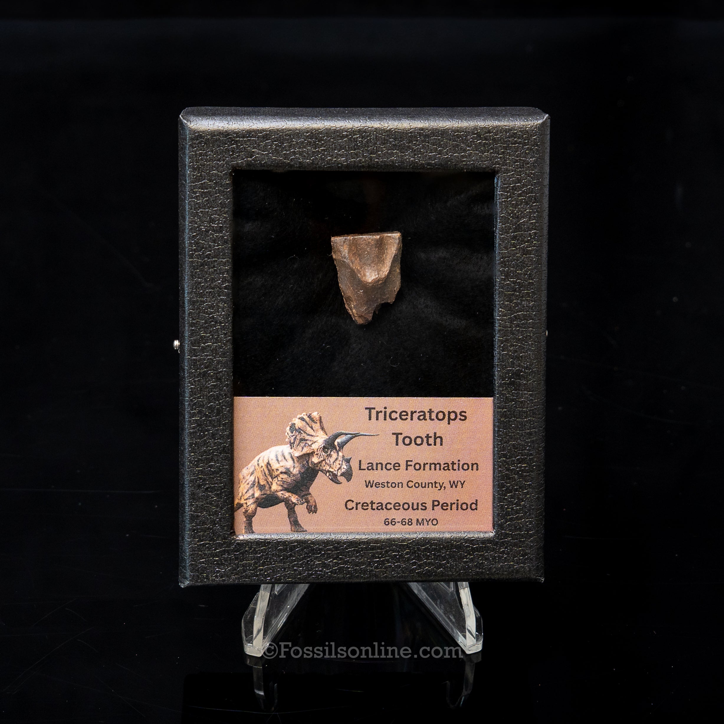 LG Triceratops Tooth in Case Lance FM