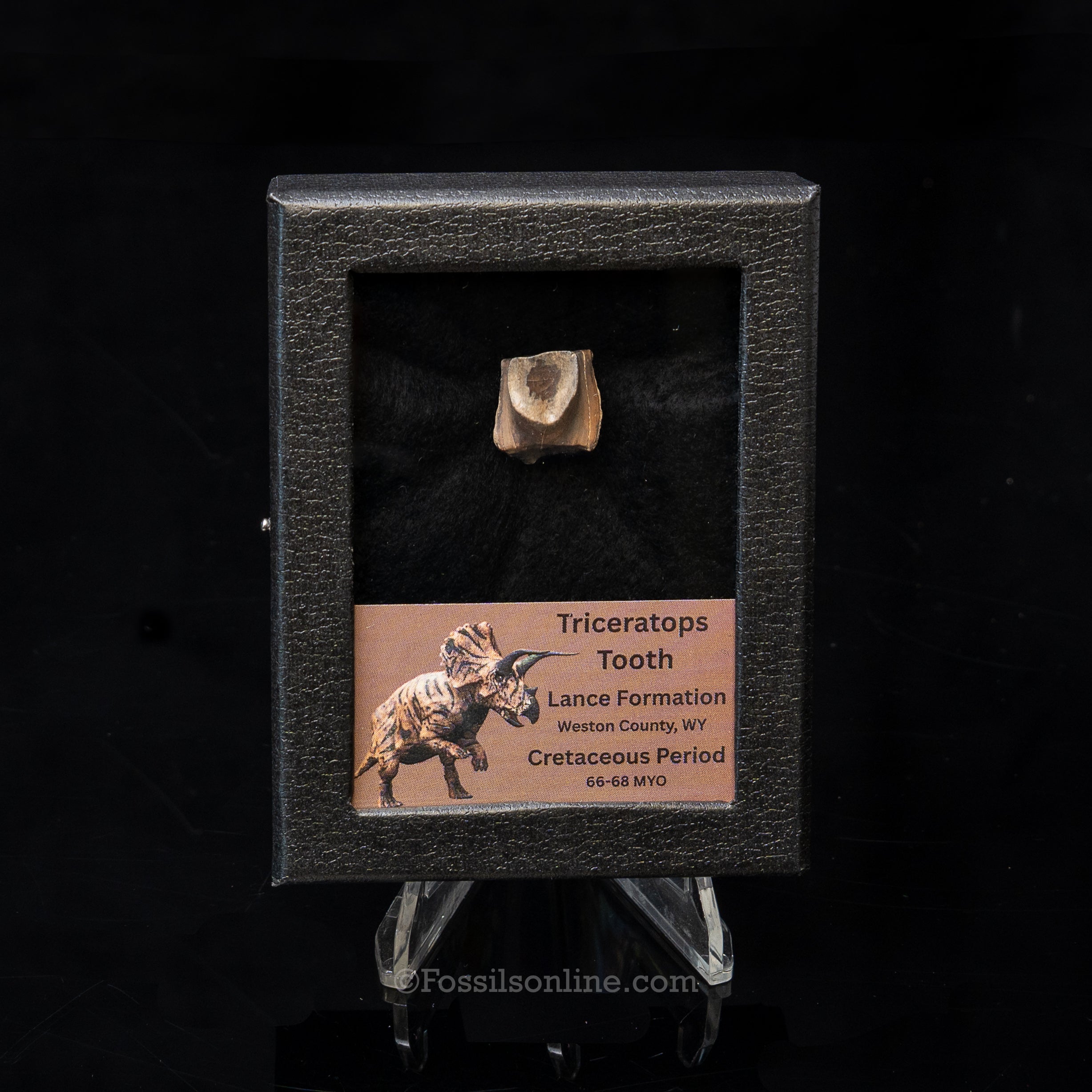 LG Triceratops Tooth in Case Lance FM