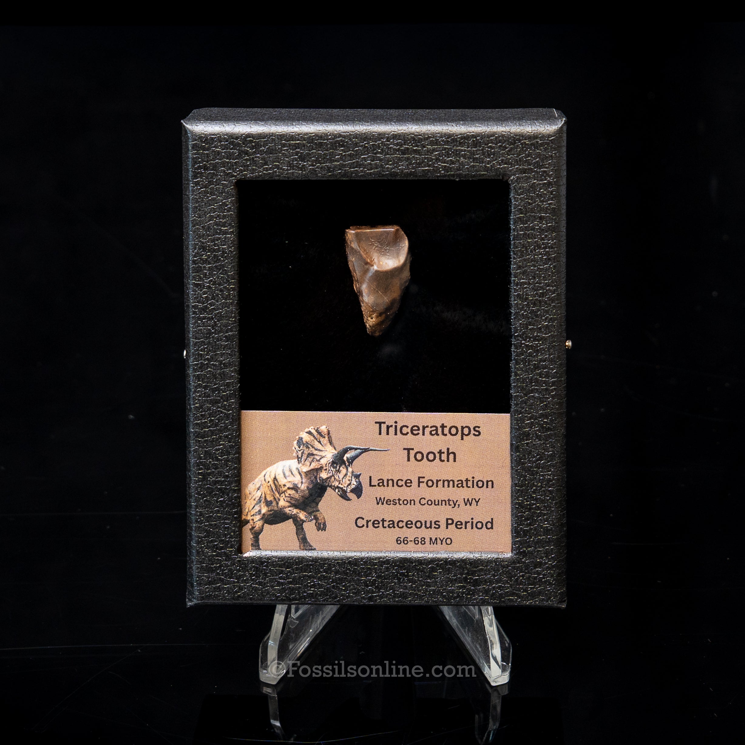 LG Triceratops Tooth in Case Lance FM