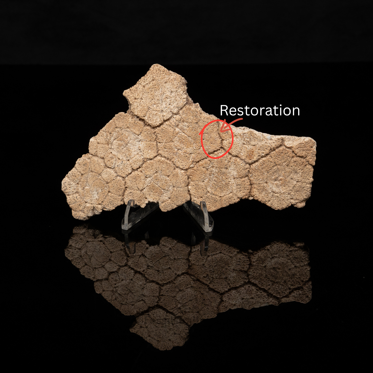 Rare Fossil Glyptodont Articulated Scutes