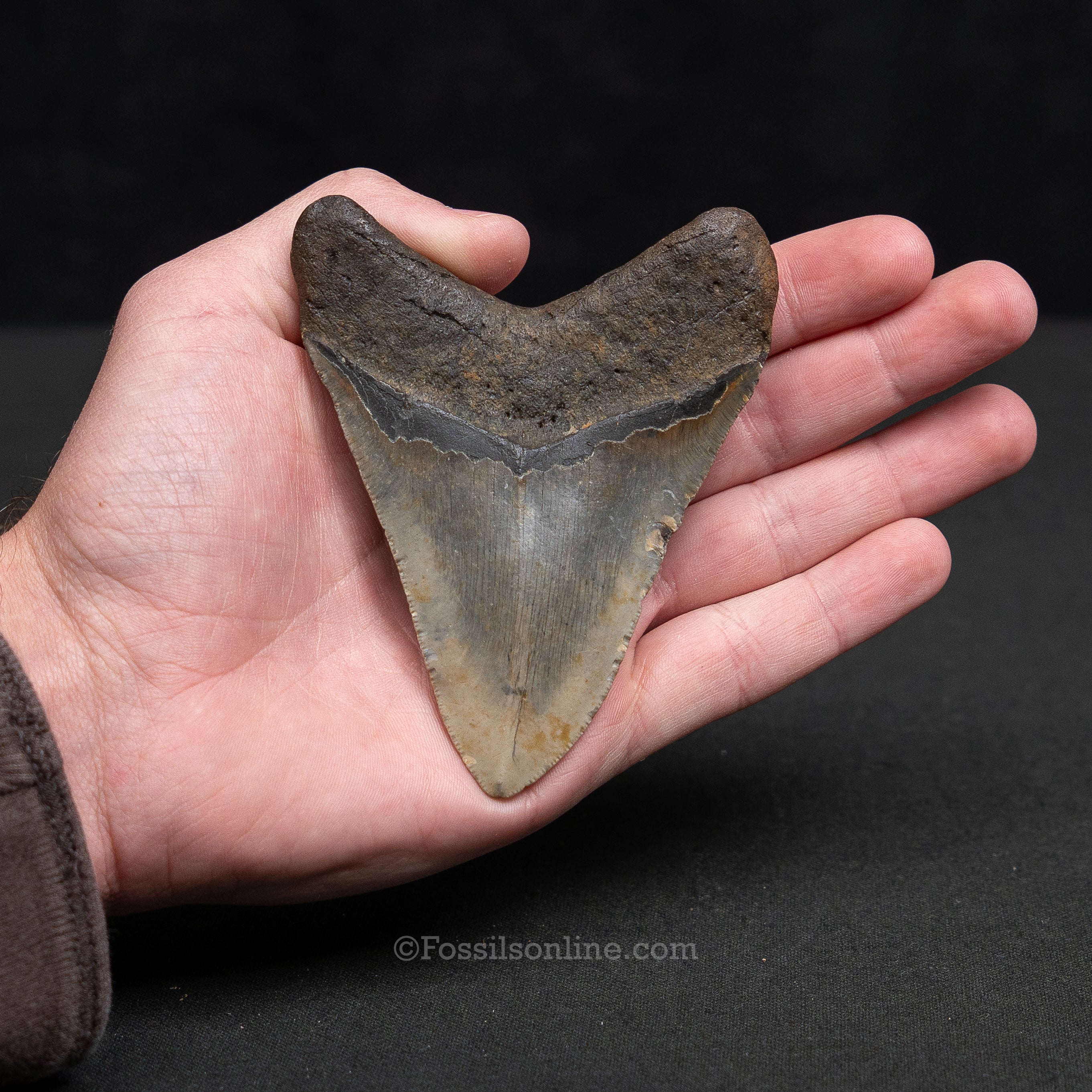North Carolina Megalodon 4.08"