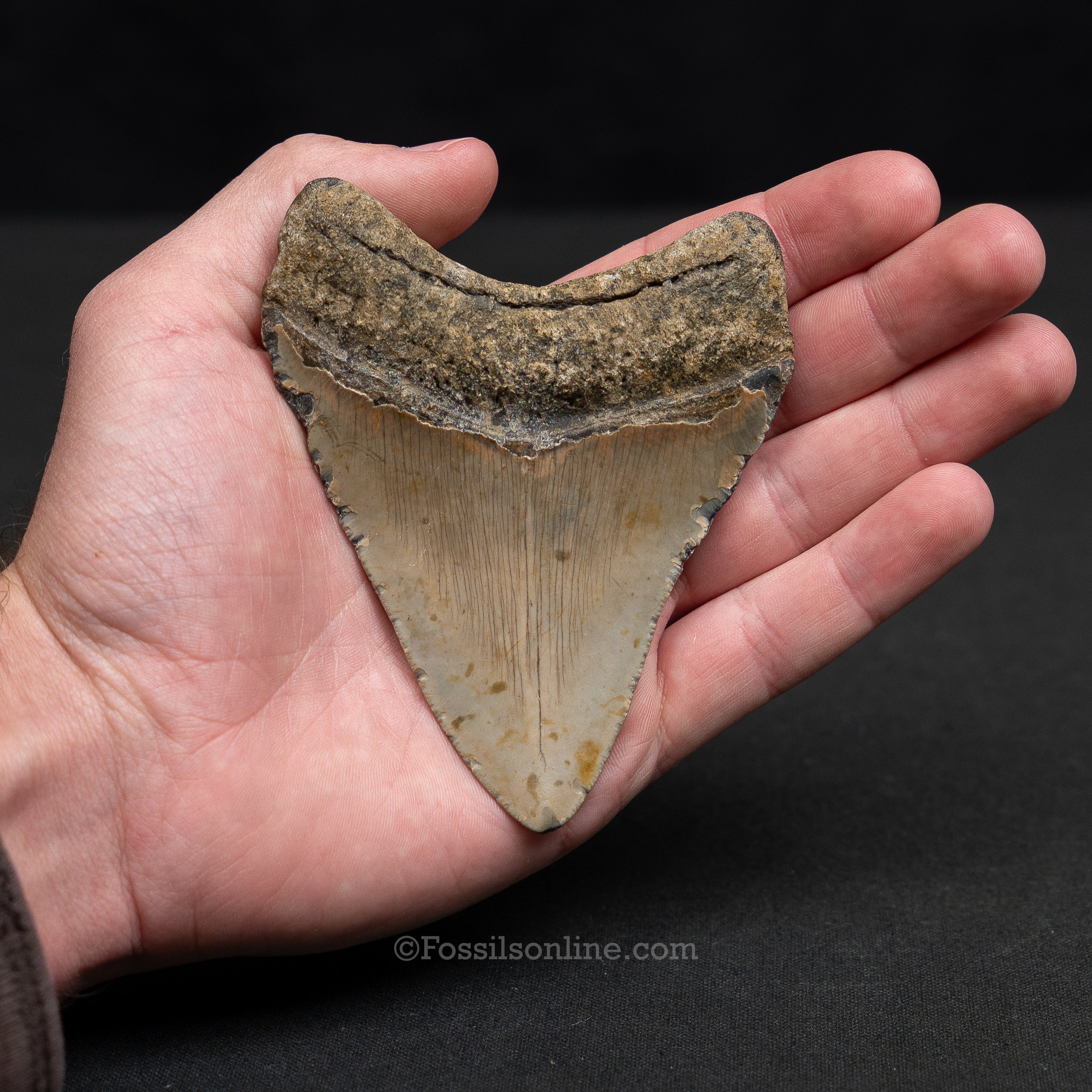 North Carolina Megalodon 4.11