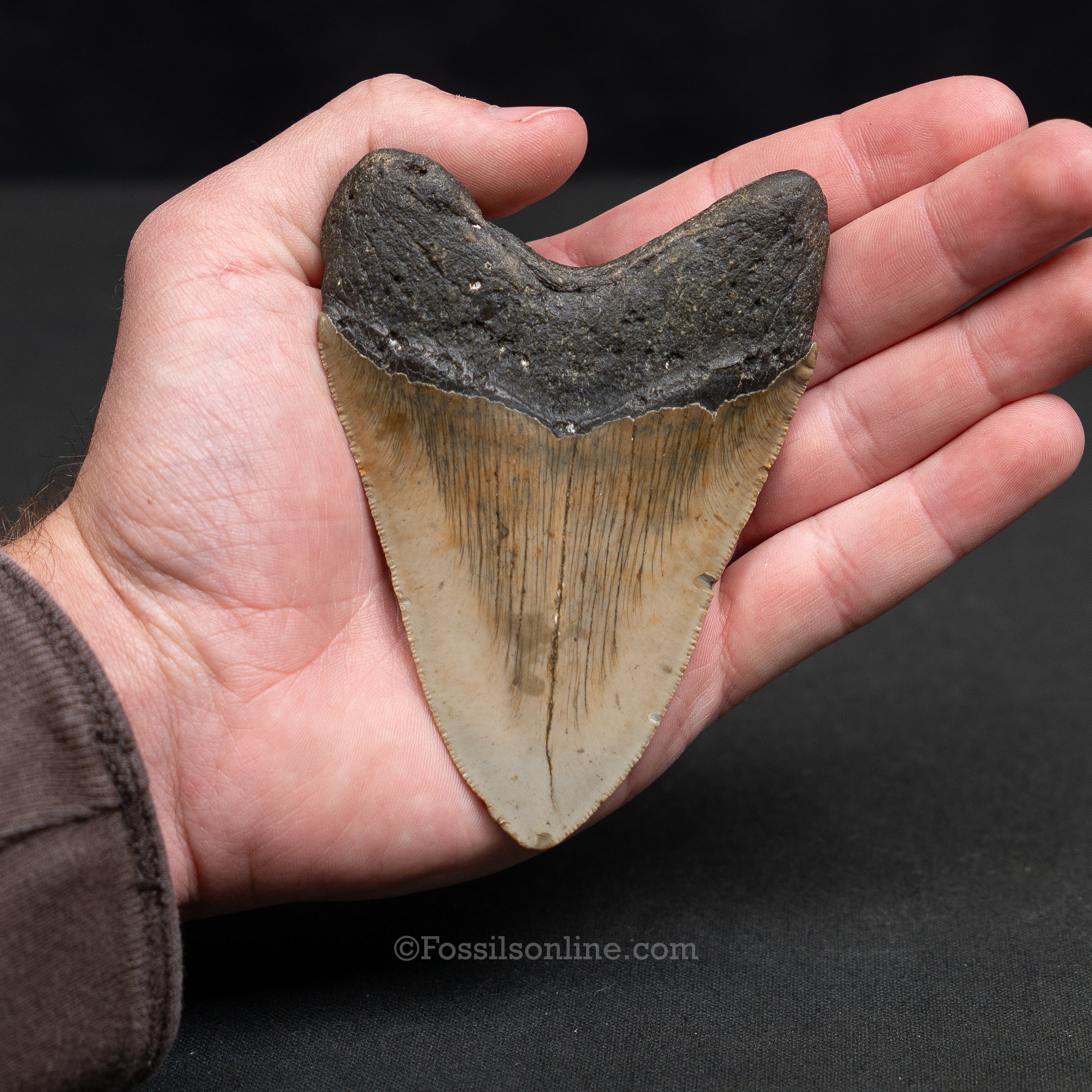 North Carolina Megalodon 4.20"
