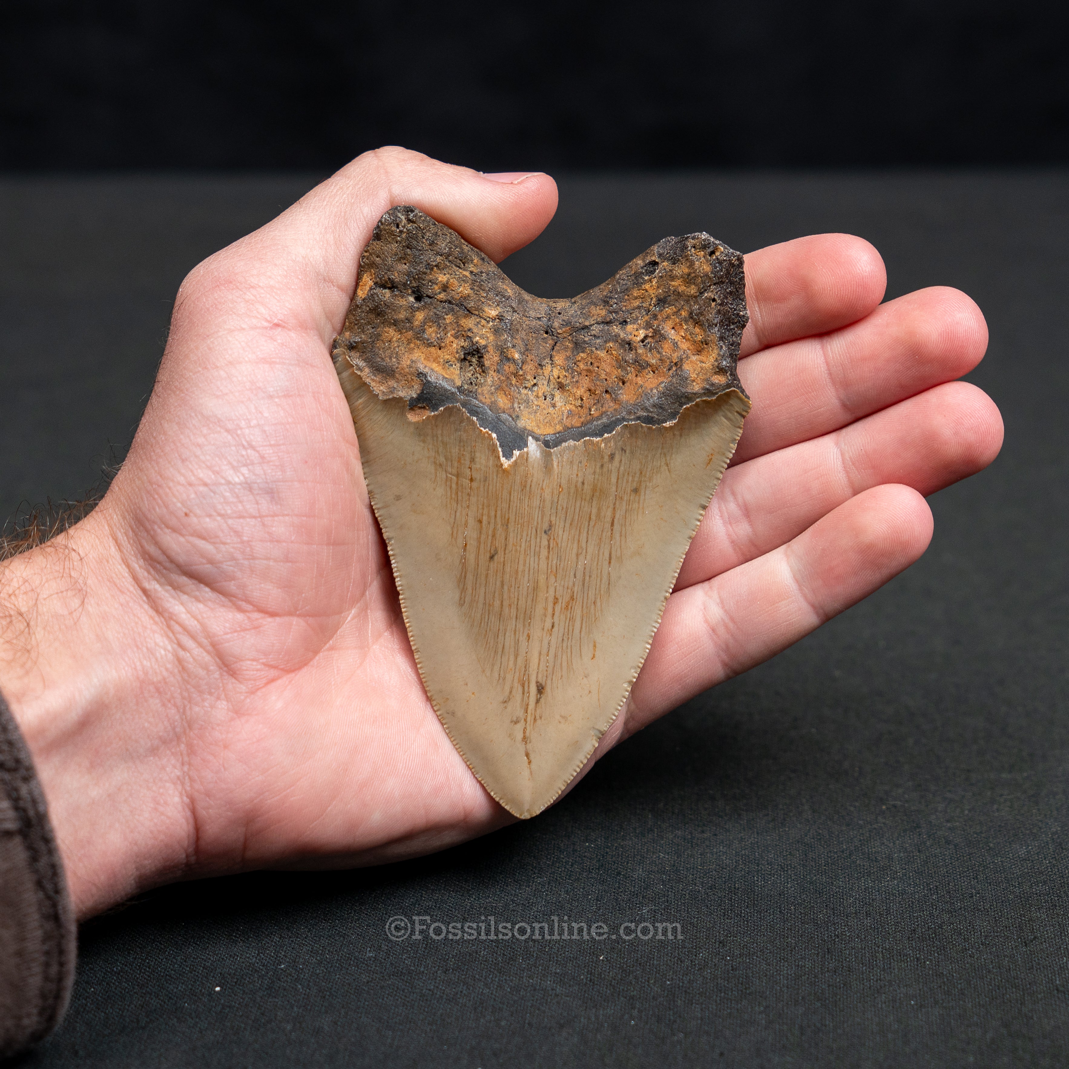 North Carolina Megalodon 4.21"