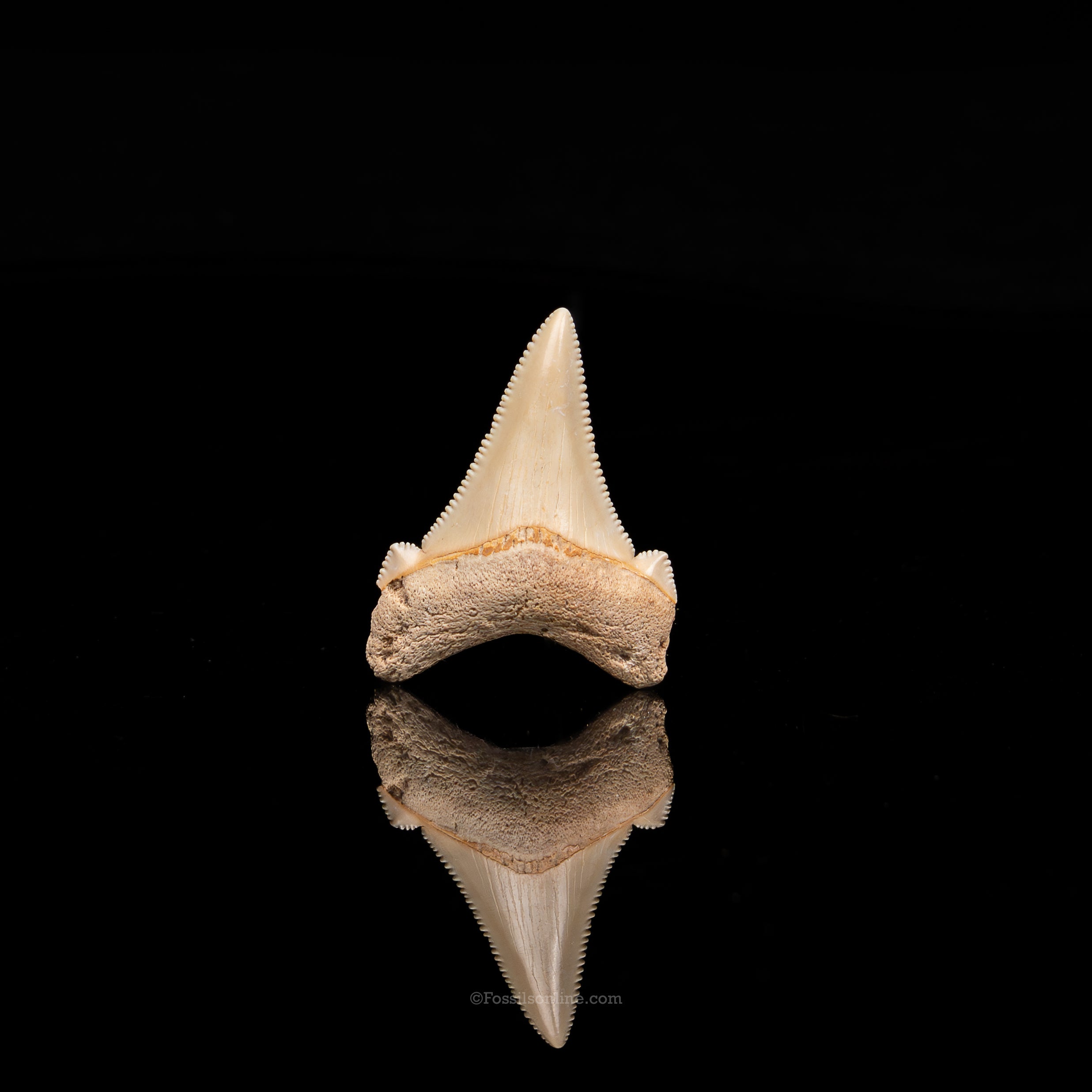 Pristine angustidens Tooth 1.40"