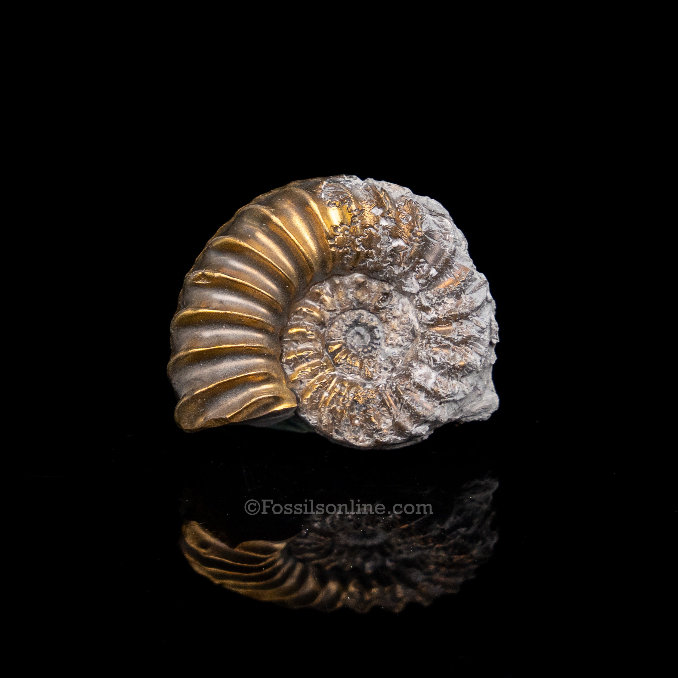 Fossil Pyritized Ammonite  Pleuroceras Jurassic Germany