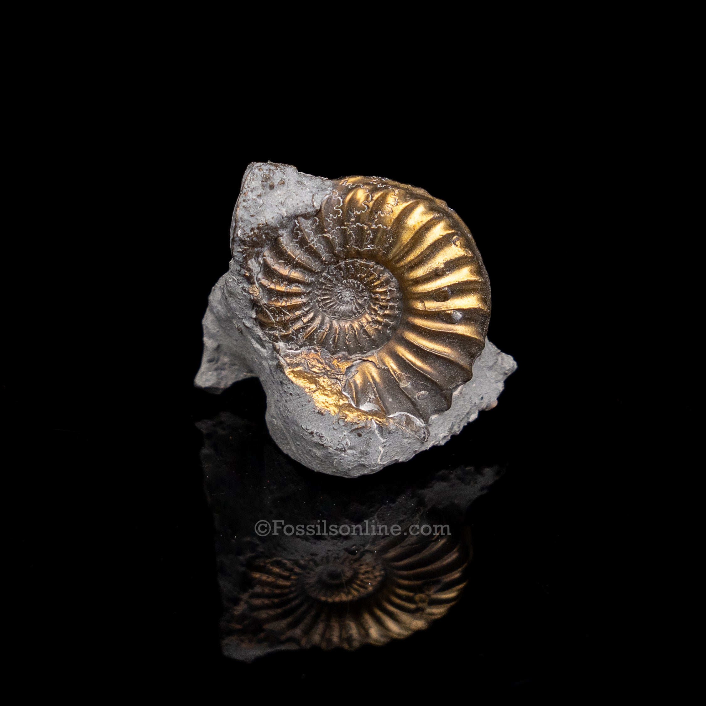 Fossil Pyritized Ammonite  Pleuroceras Jurassic Germany